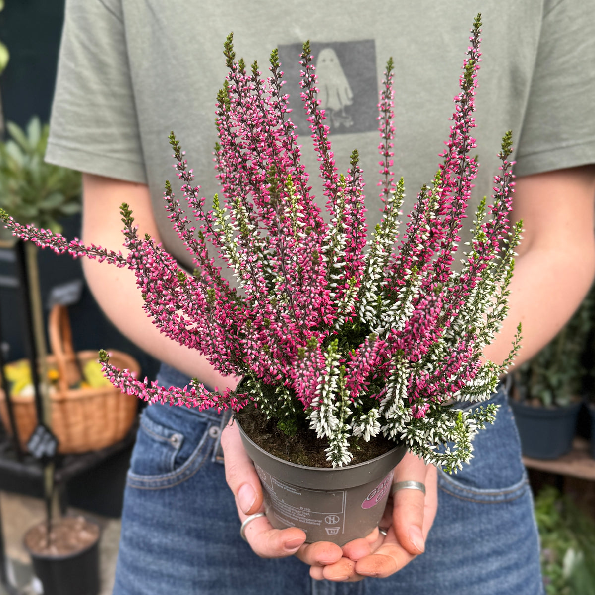 Calluna vulgaris Garden Girls® ‘Twin Girls’
