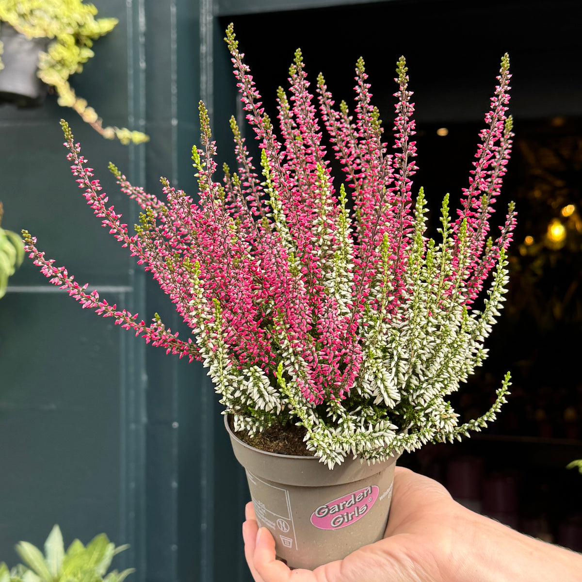 Calluna vulgaris Garden Girls® ‘Twin Girls’
