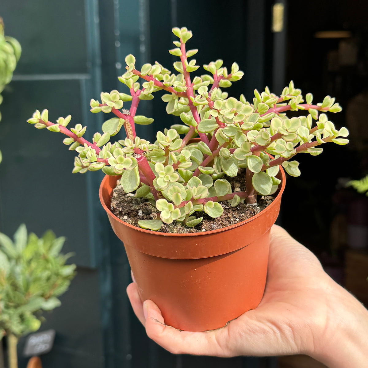 Portulacaria afra ‘Variegata’