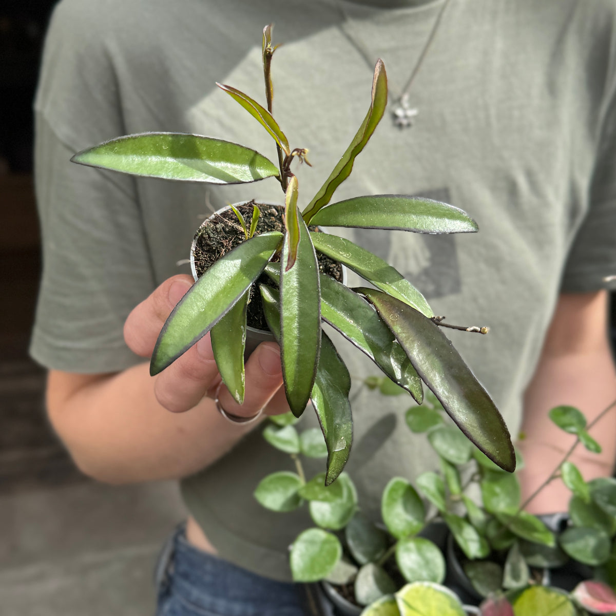 Mini Hoya Lucky Dip – Mystery Starter Plant