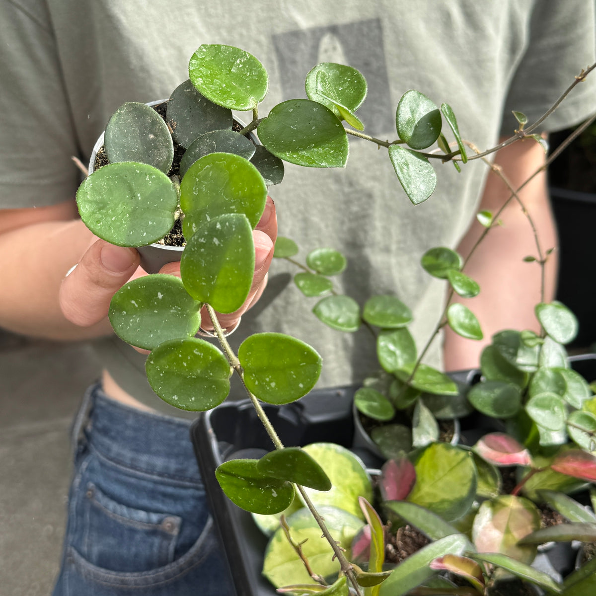 Mini Hoya Lucky Dip – Mystery Starter Plant