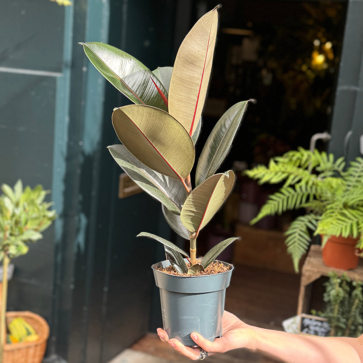 Ficus elastica 'Abidjan'