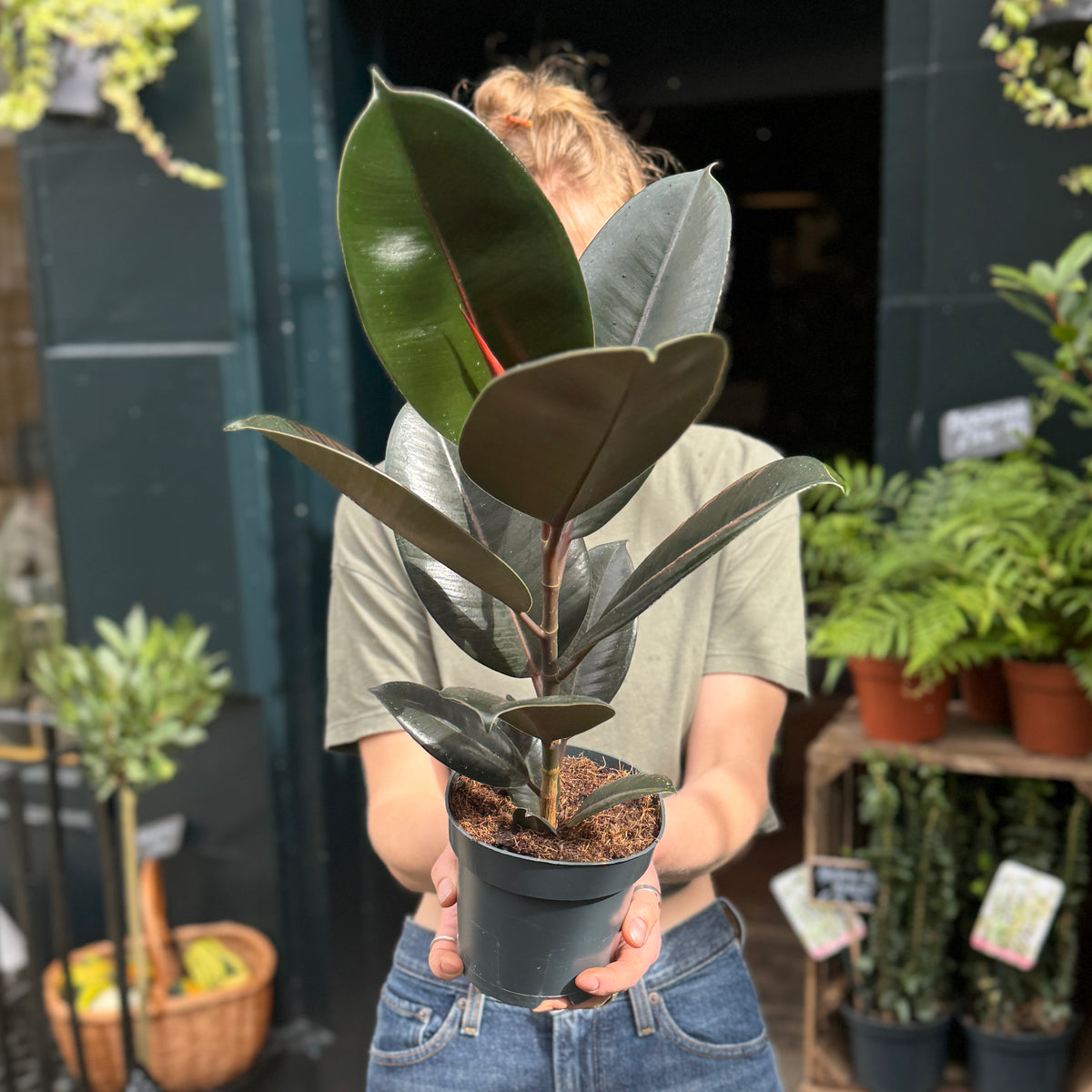 Ficus elastica 'Abidjan'