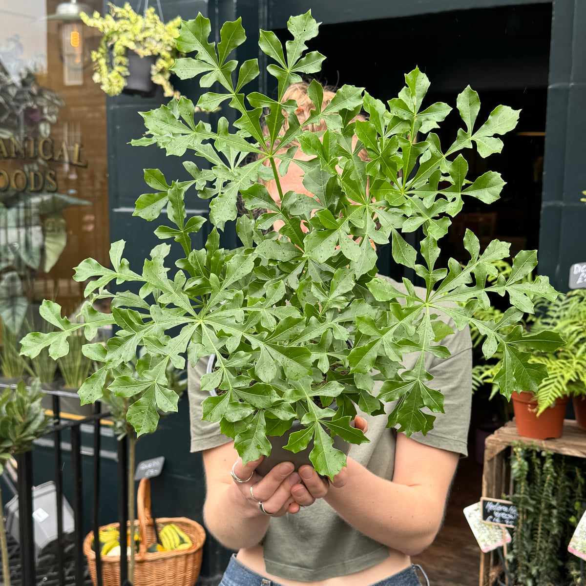 Person holding a Cussonia ‘Cussonic’ outside grow urban. in Edinburgh.