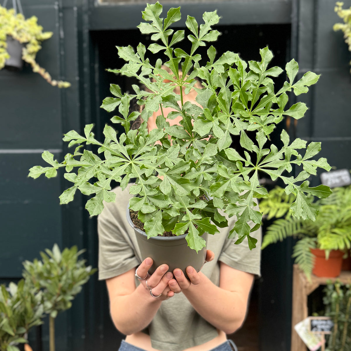 Person holding a potted Cussonia ‘Cussonic’ outside grow urban. in Edinburgh.