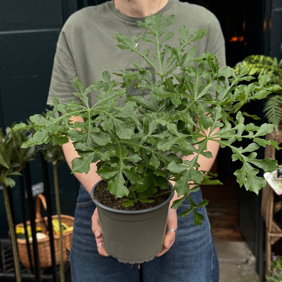 Cussonia ‘Cussonic’ held outside grow urban. plant shop.