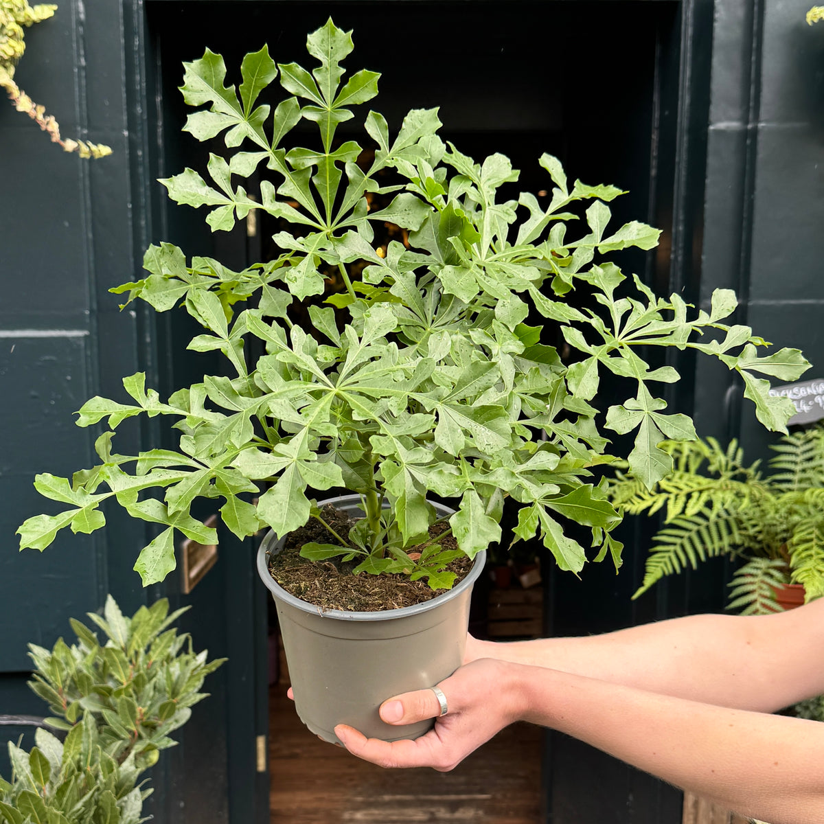 Cussonia ‘Cussonic’ houseplant being held outside our Edinburgh plant shop.