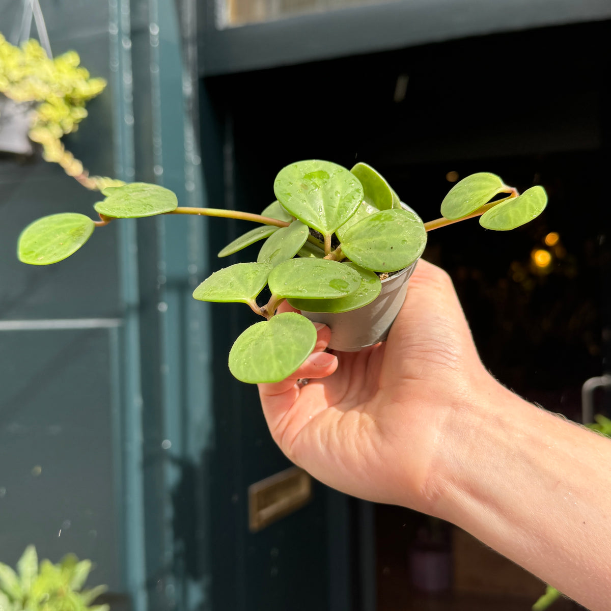 Peperomia ‘Hope’ (mini)