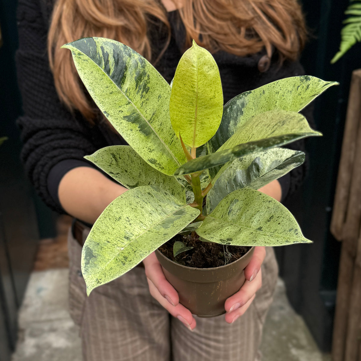Ficus elastica 'Shivereana'