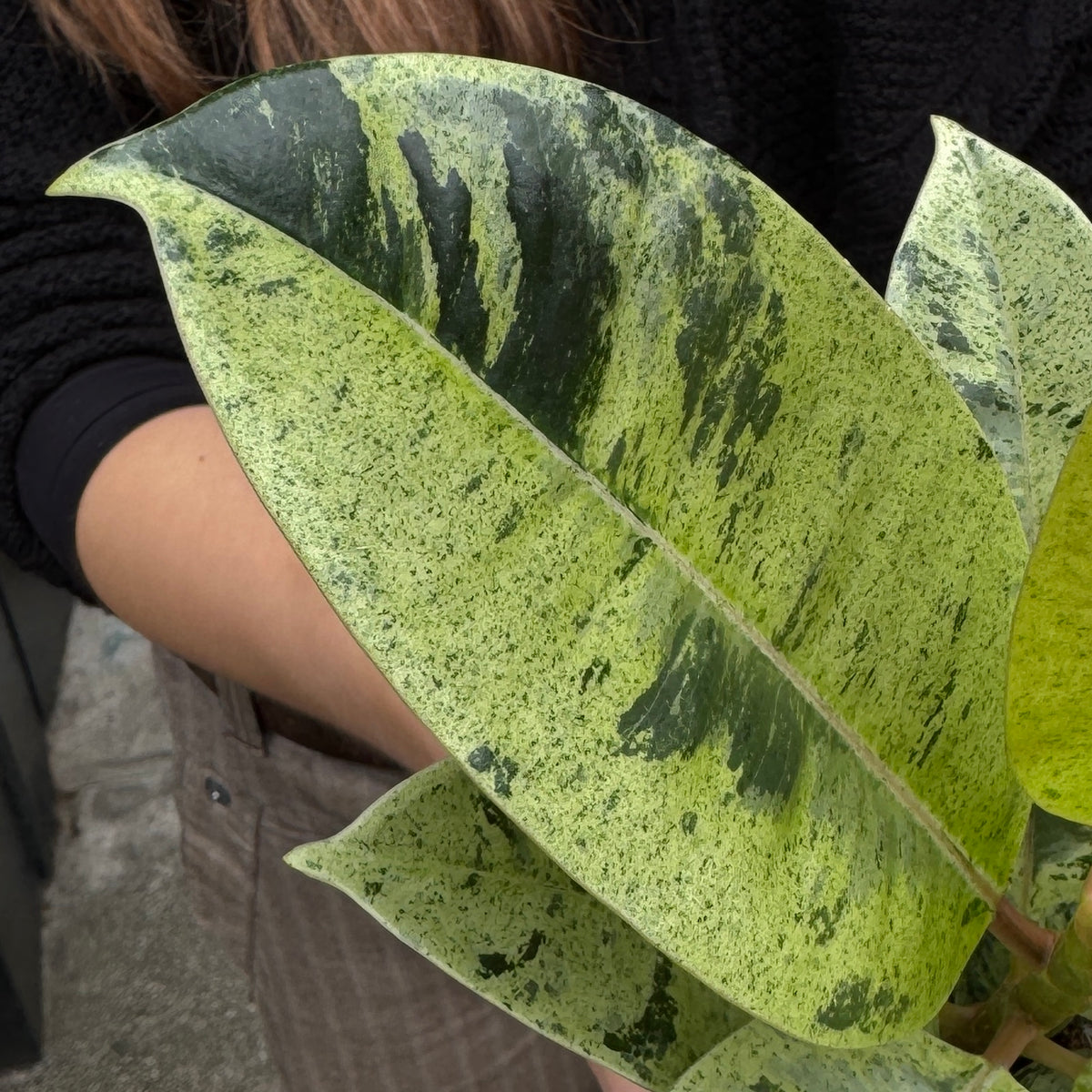 Ficus elastica 'Shivereana'