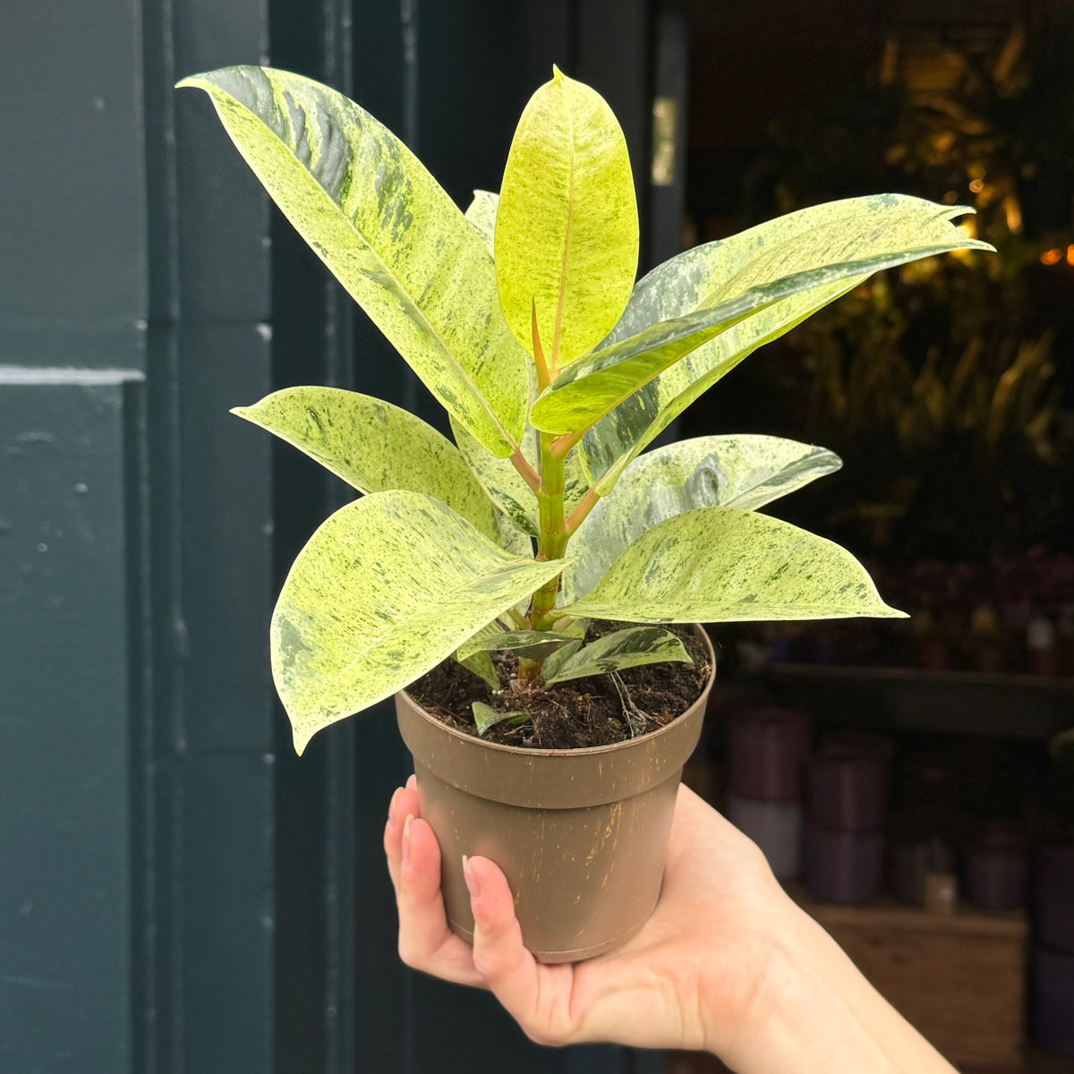 Ficus elastica 'Shivereana'