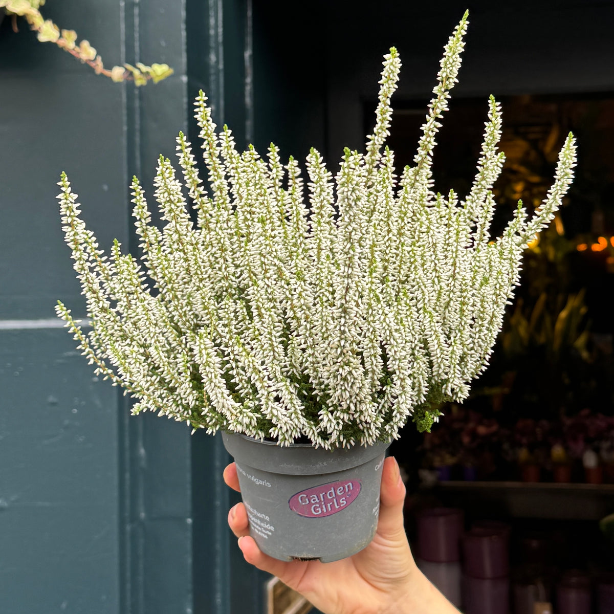 Calluna vulgaris Garden Girls® ‘White’