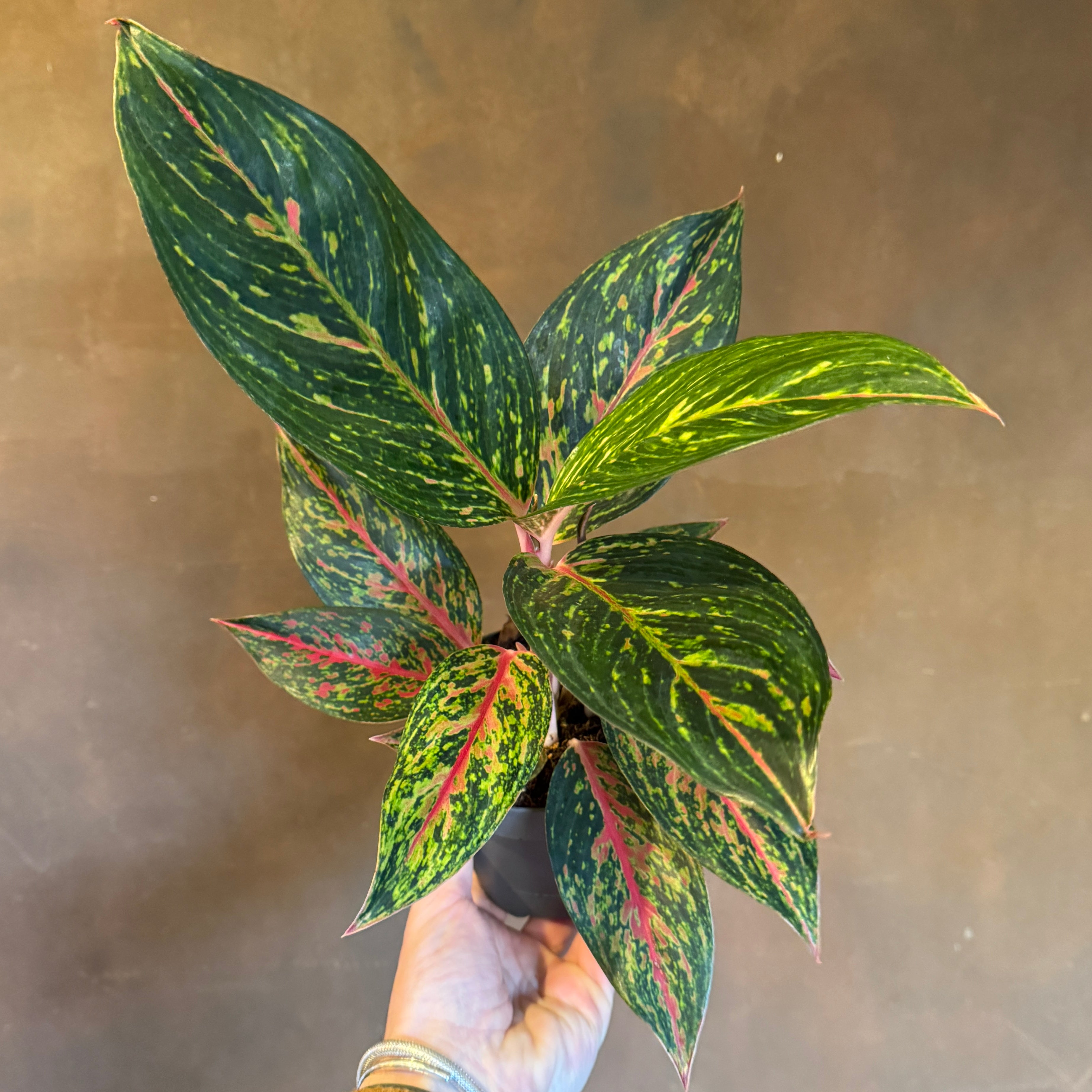 Aglaonema 'Pepper Bells'