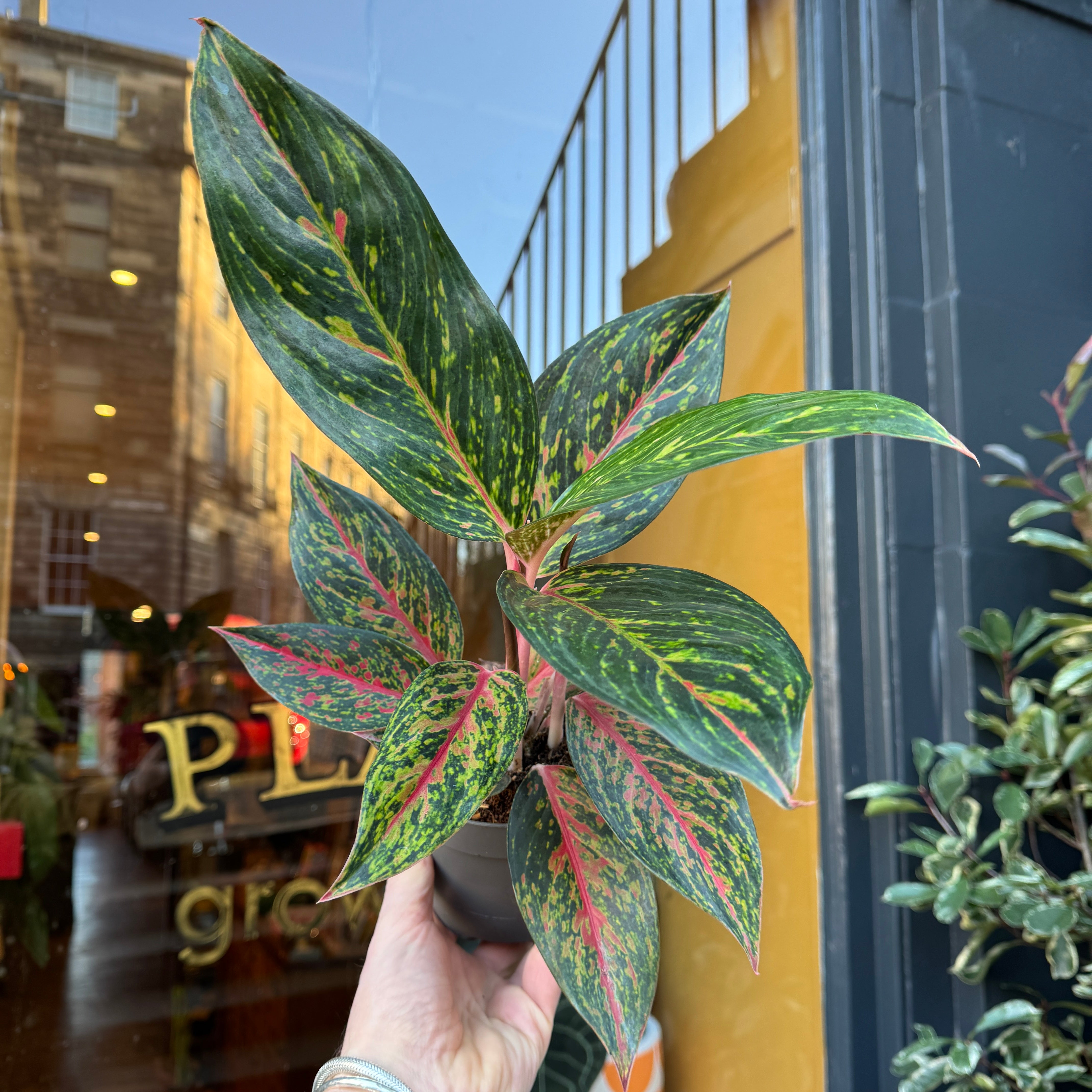 Aglaonema 'Pepper Bells'