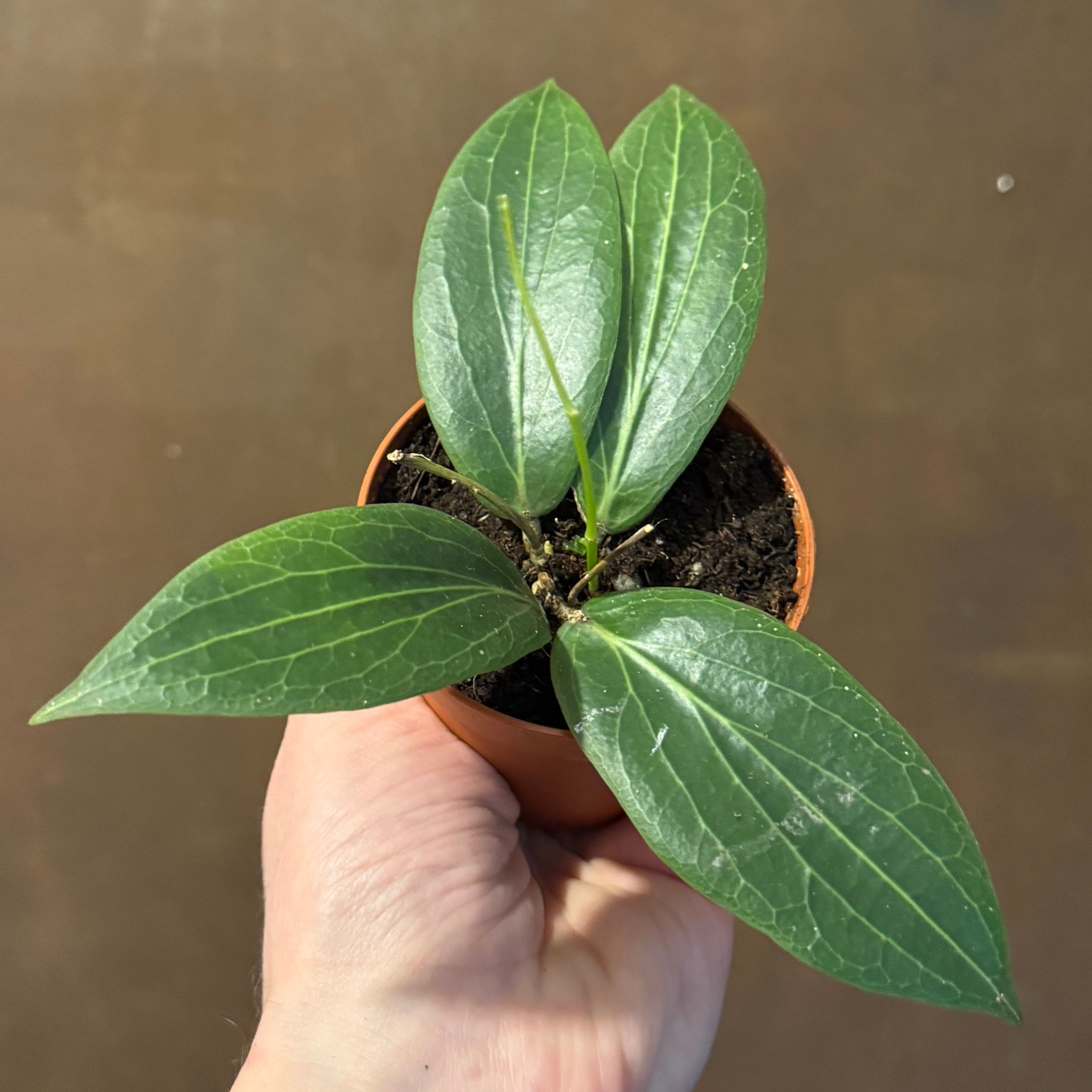 Hoya soligamiana