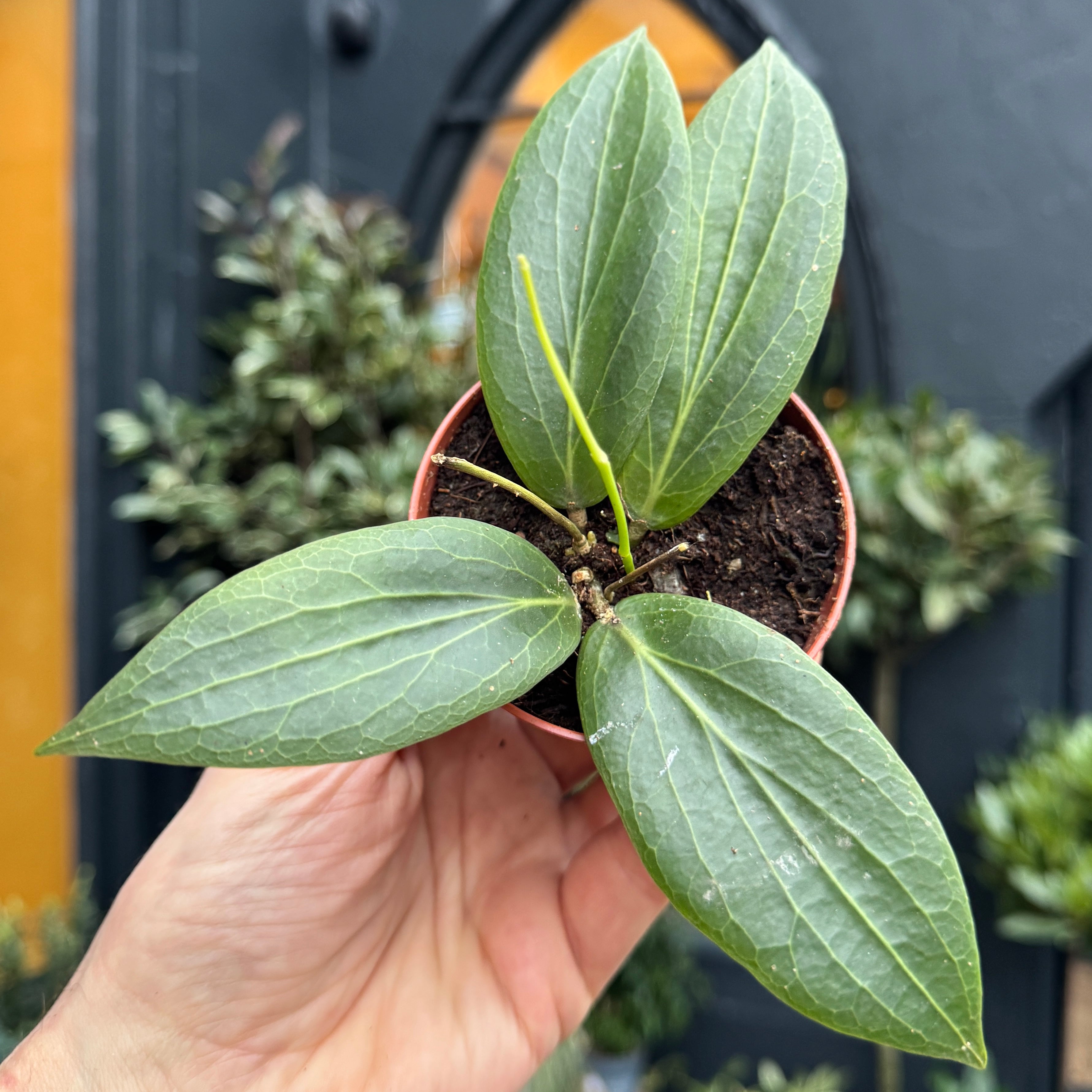 Hoya soligamiana