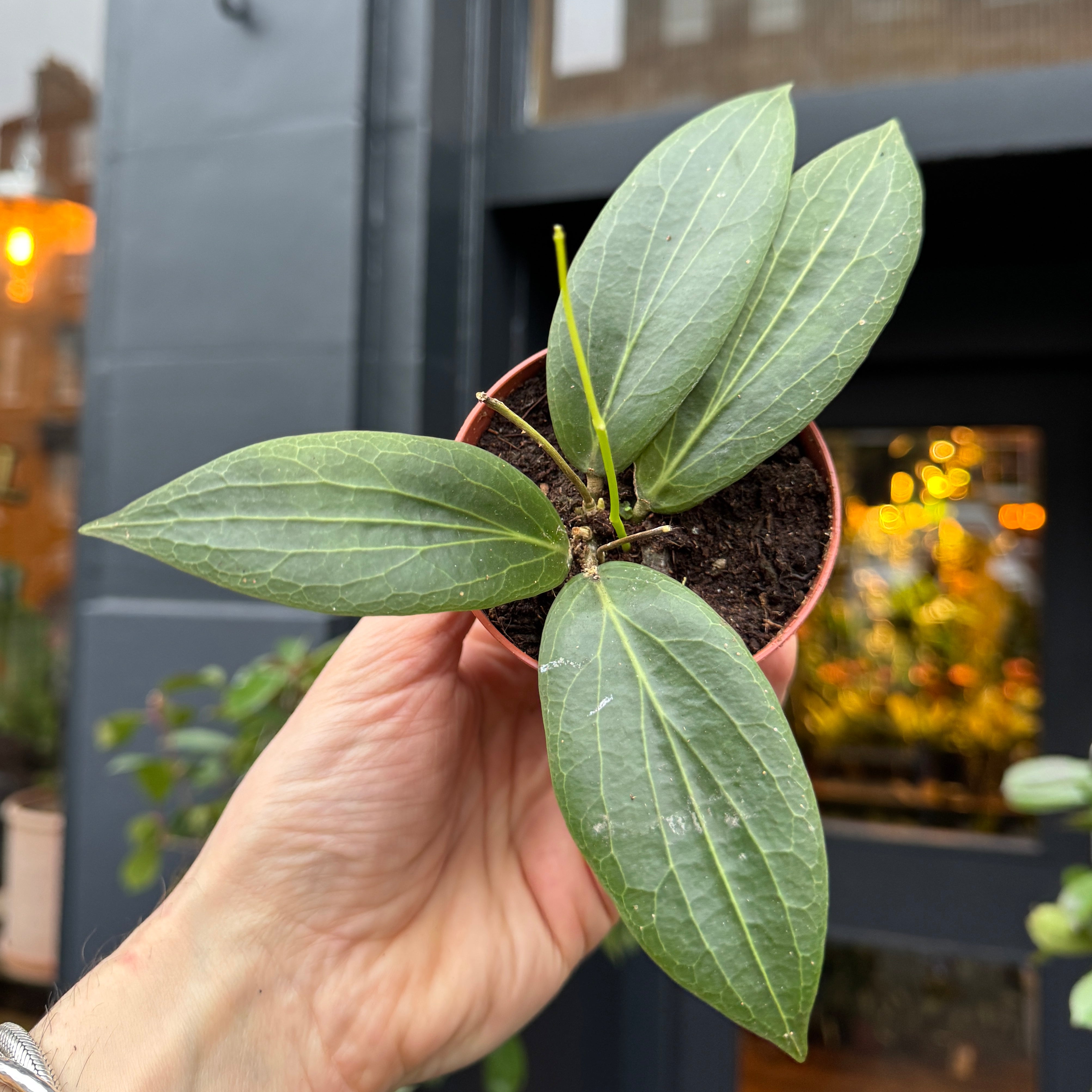 Hoya soligamiana