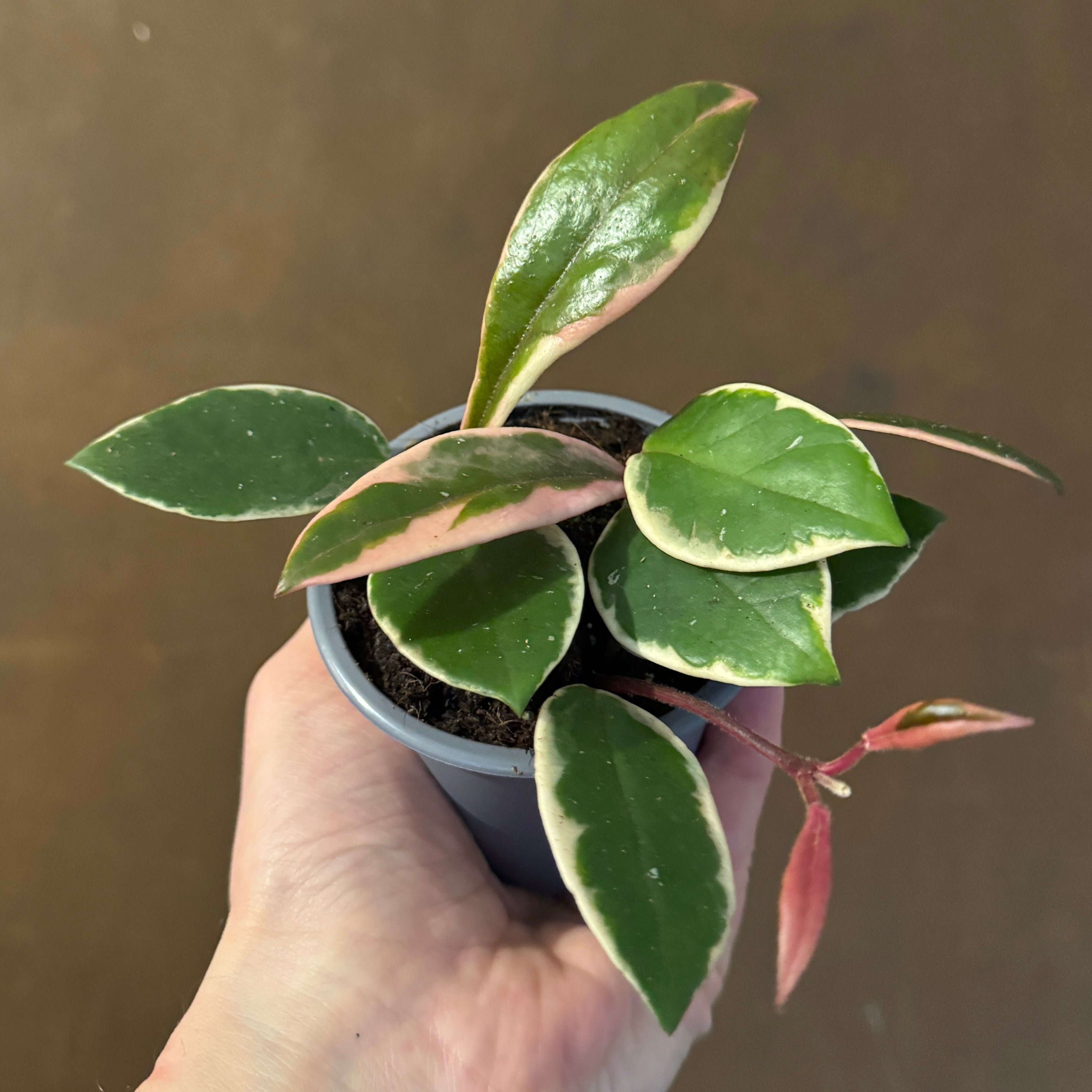 Hoya 'Flamingo Dream' (9cm pot)