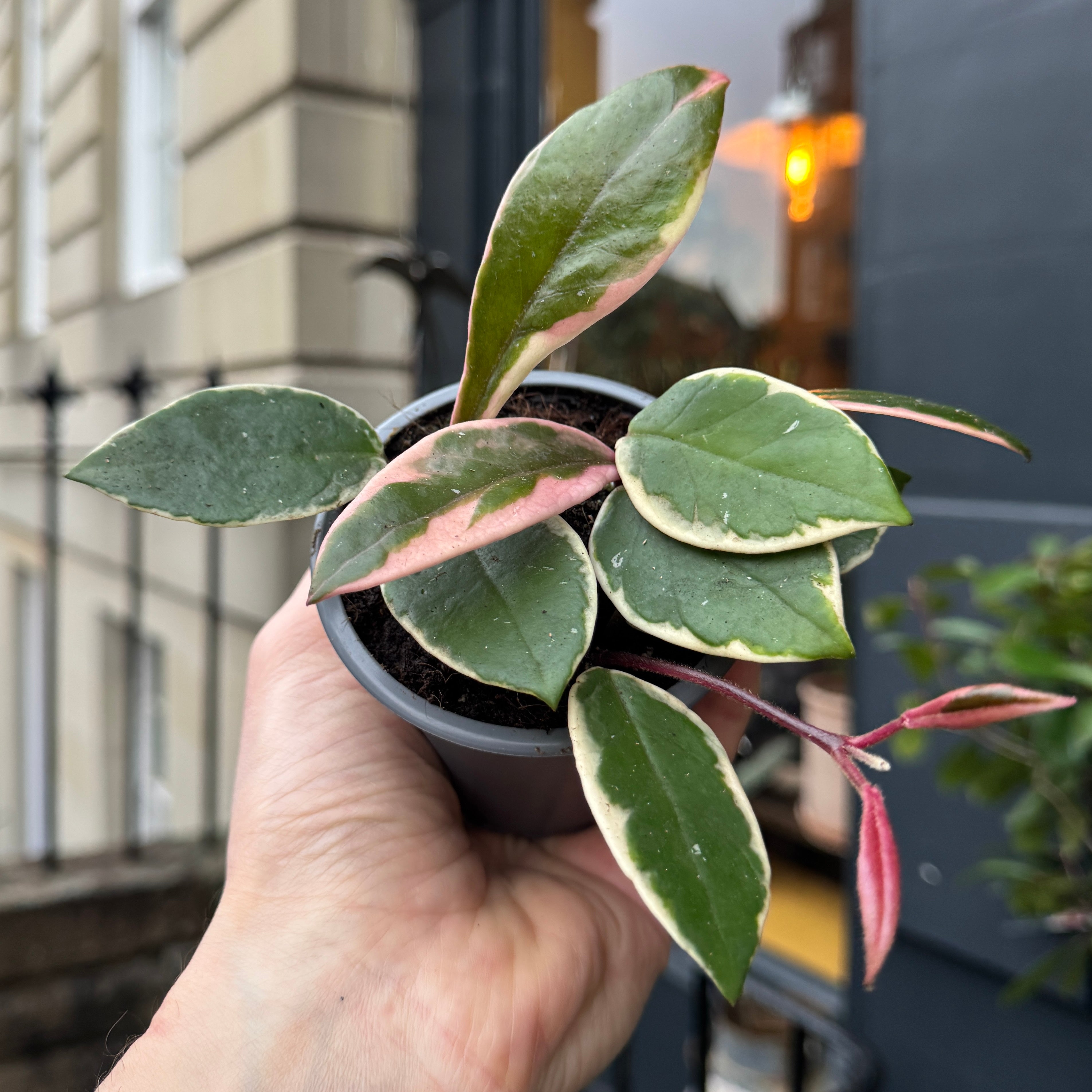 Hoya 'Flamingo Dream' (9cm pot)