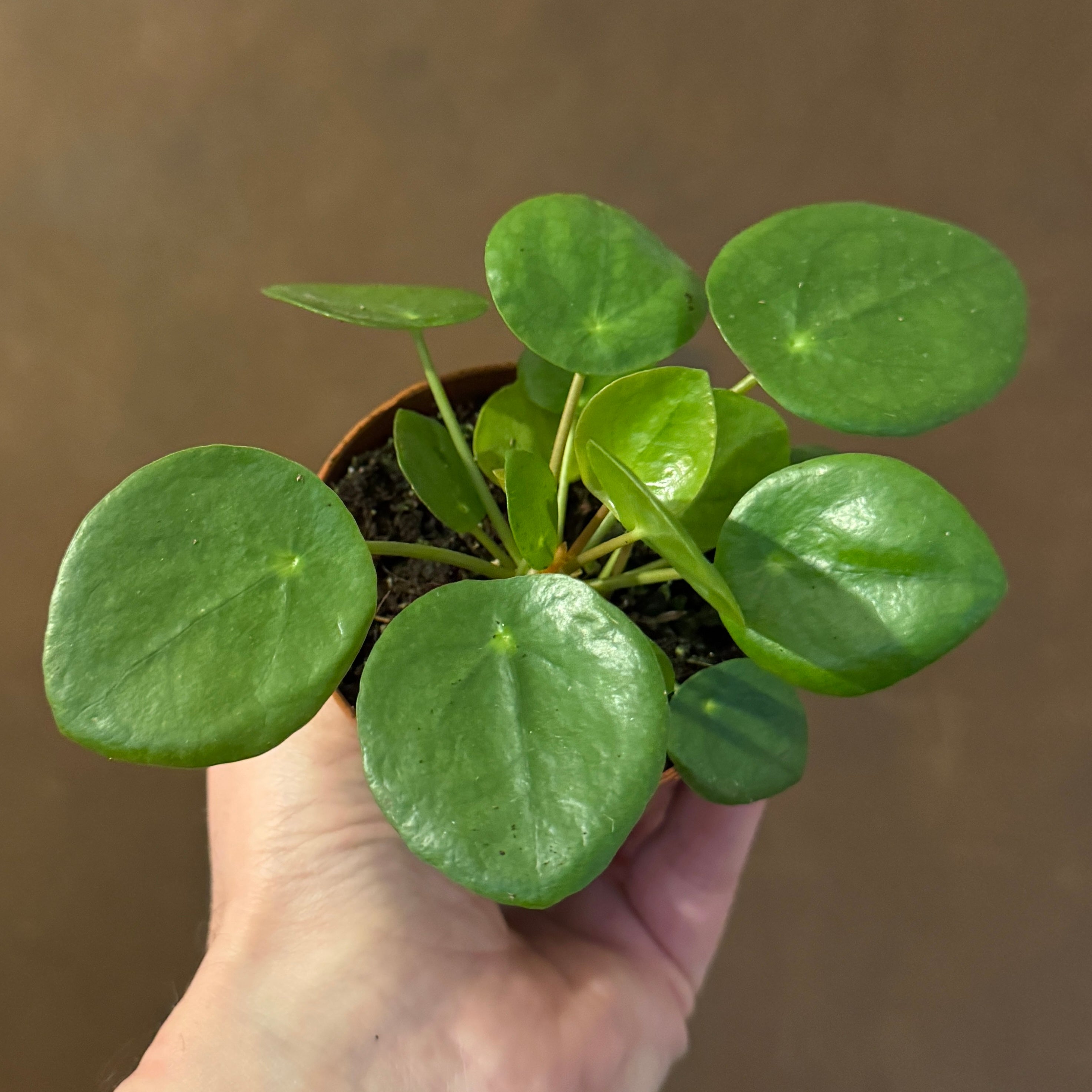 Pilea peperomioides (8cm pot)