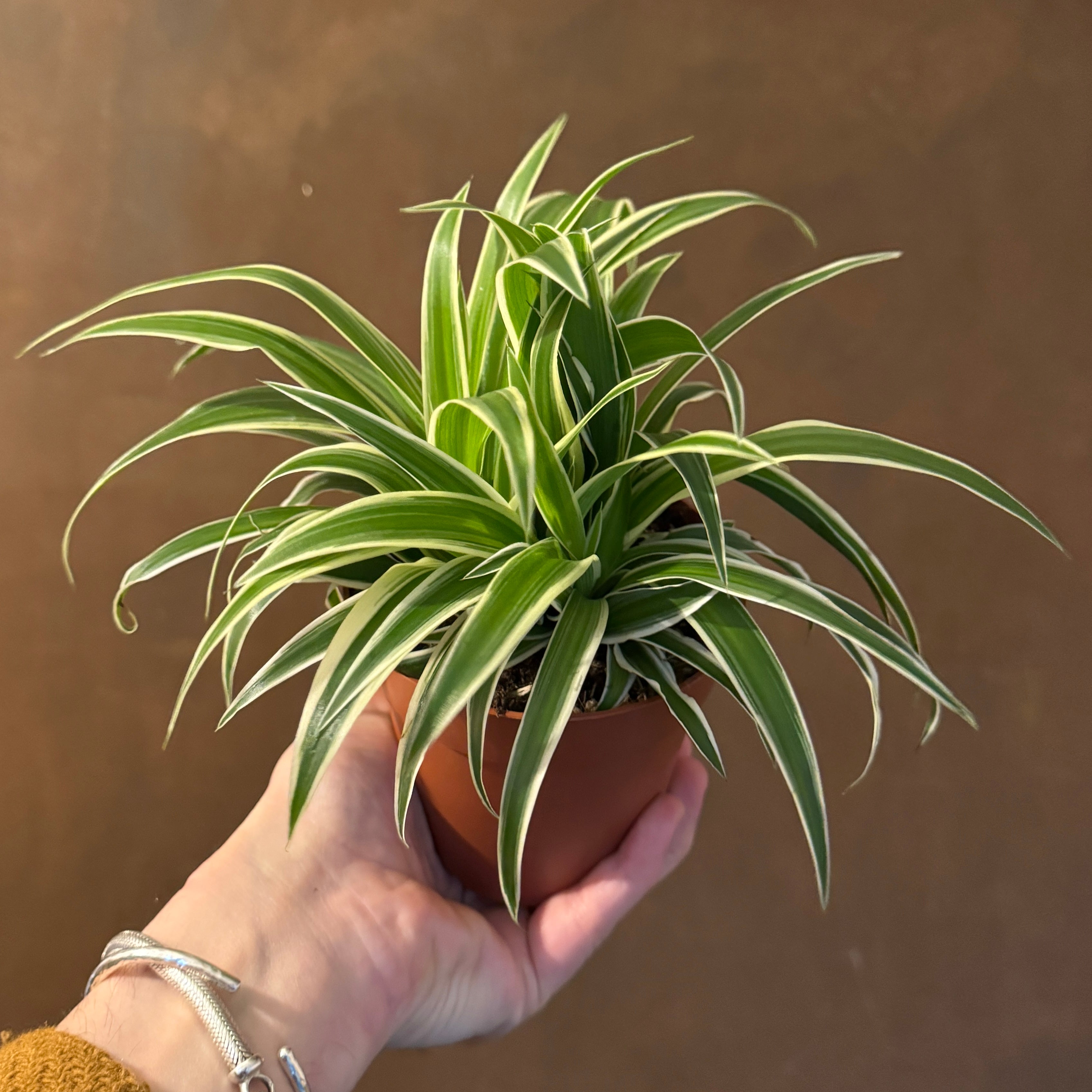 Chlorophytum ‘Ocean’