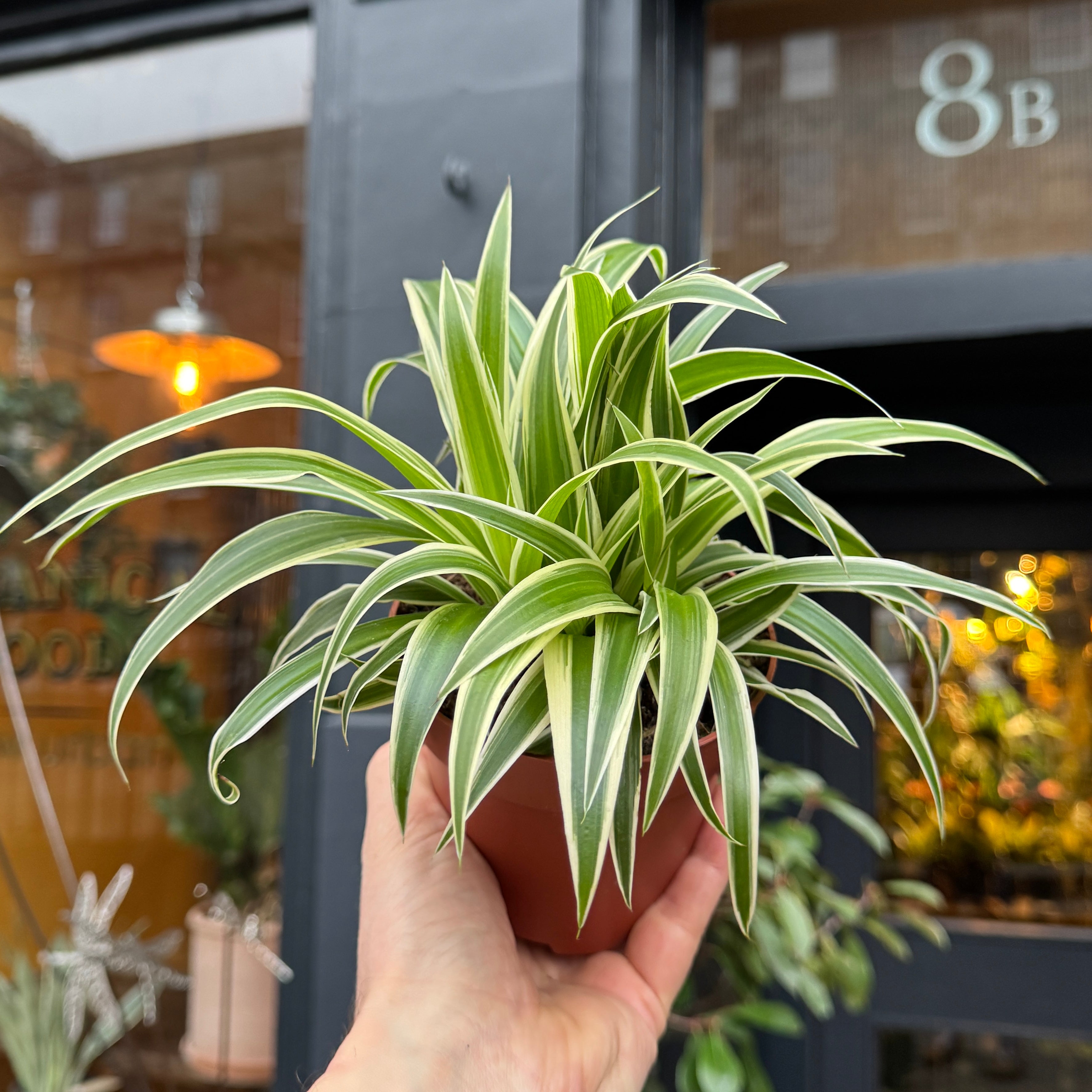 Chlorophytum ‘Ocean’