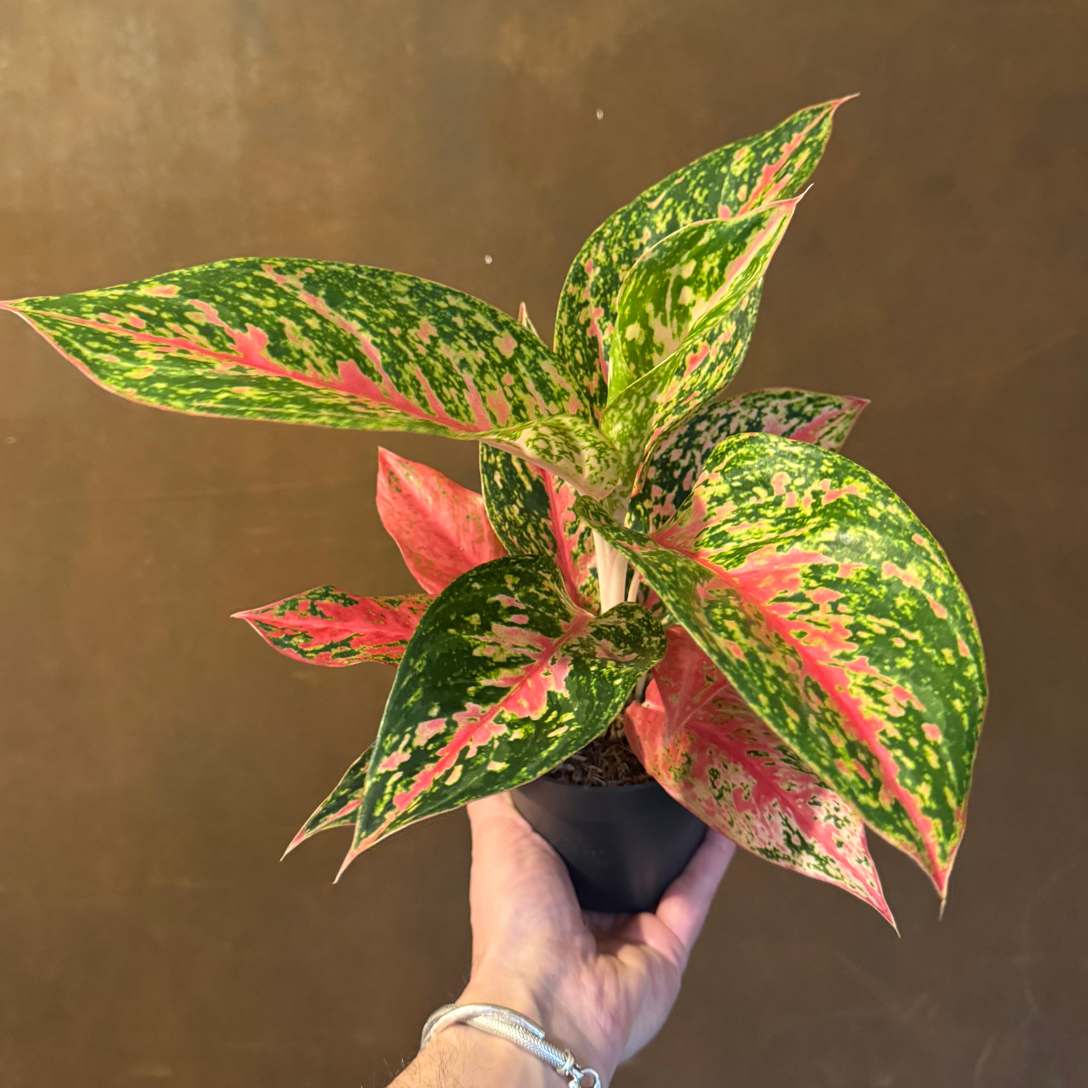 Aglaonema 'Avocado Red'