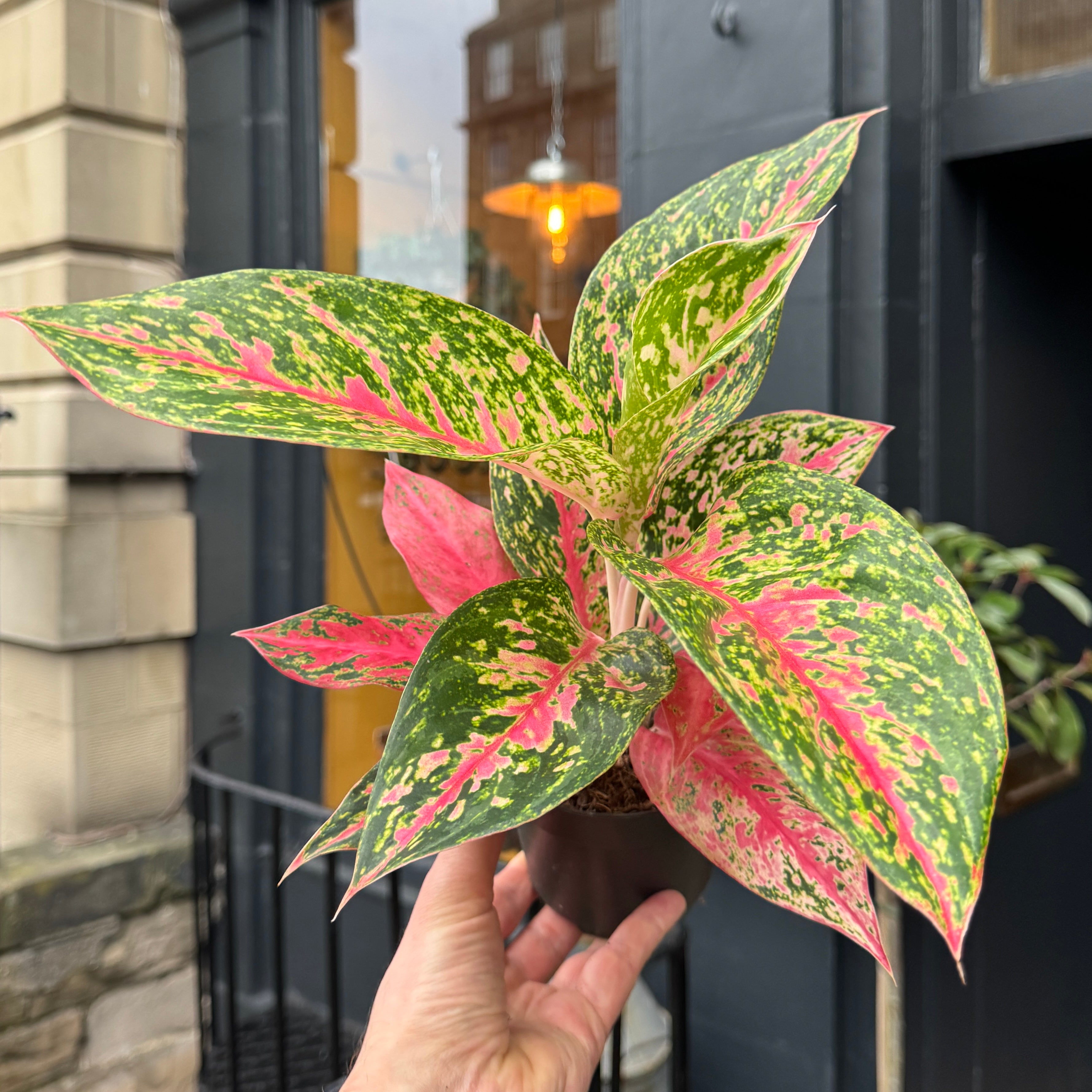 Aglaonema 'Avocado Red'