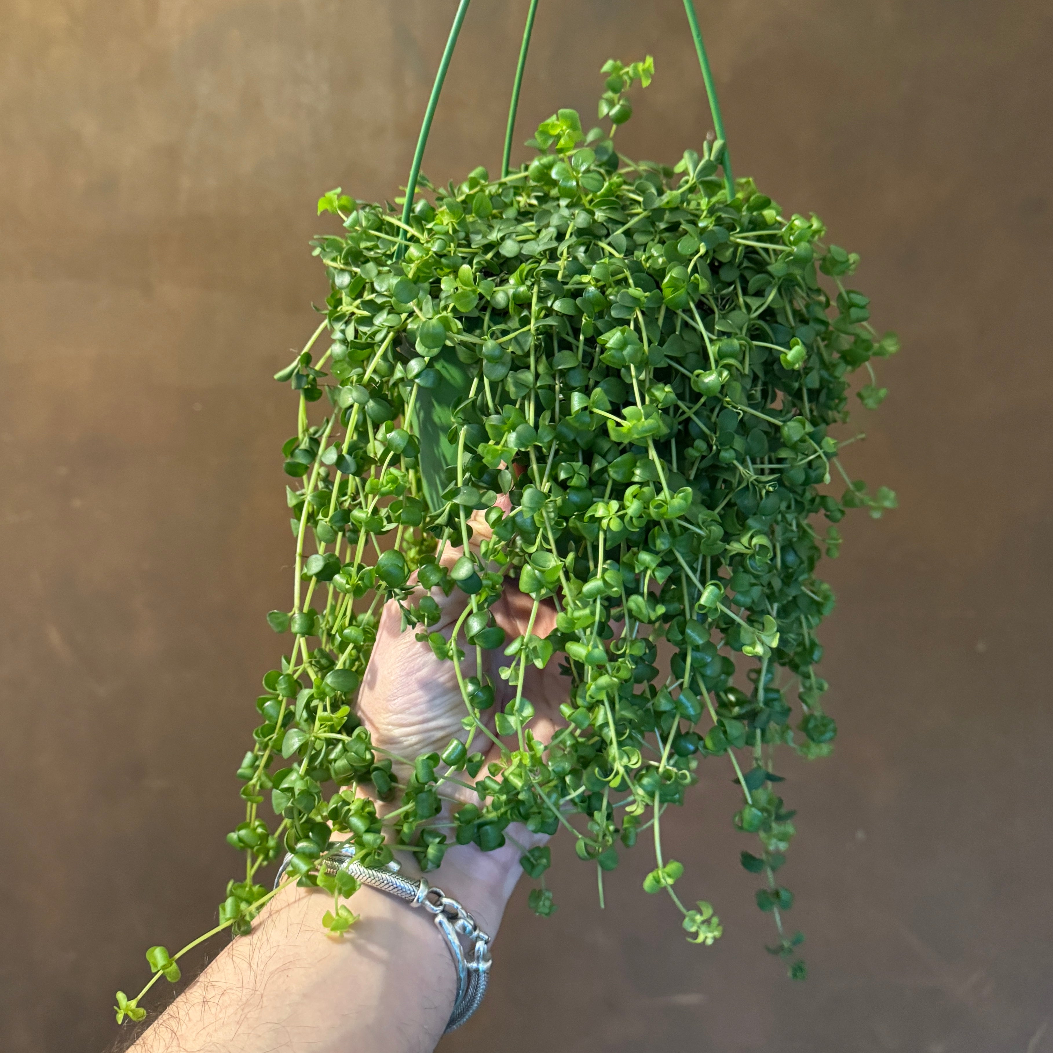 Peperomia 'Isabella'