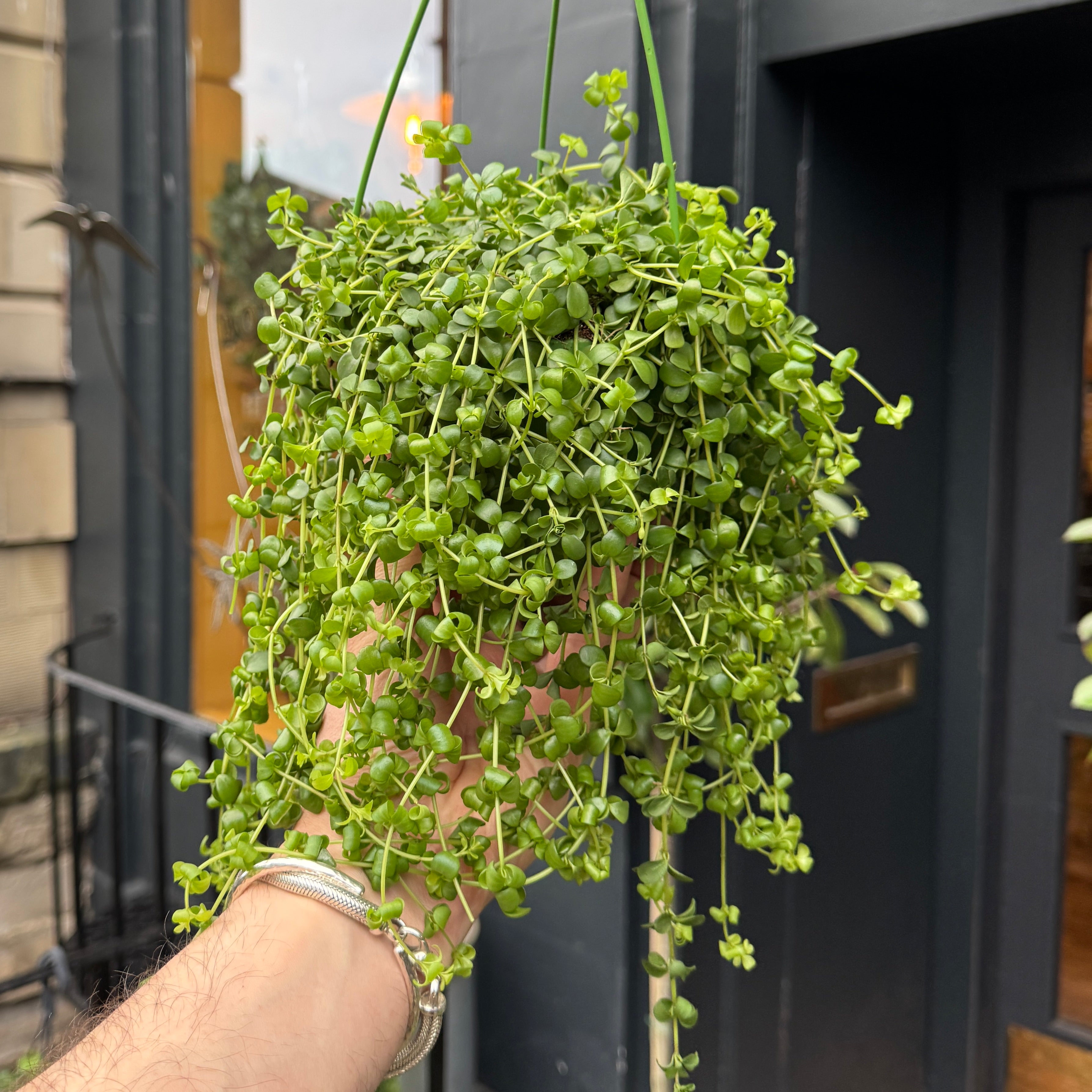 Peperomia 'Isabella'