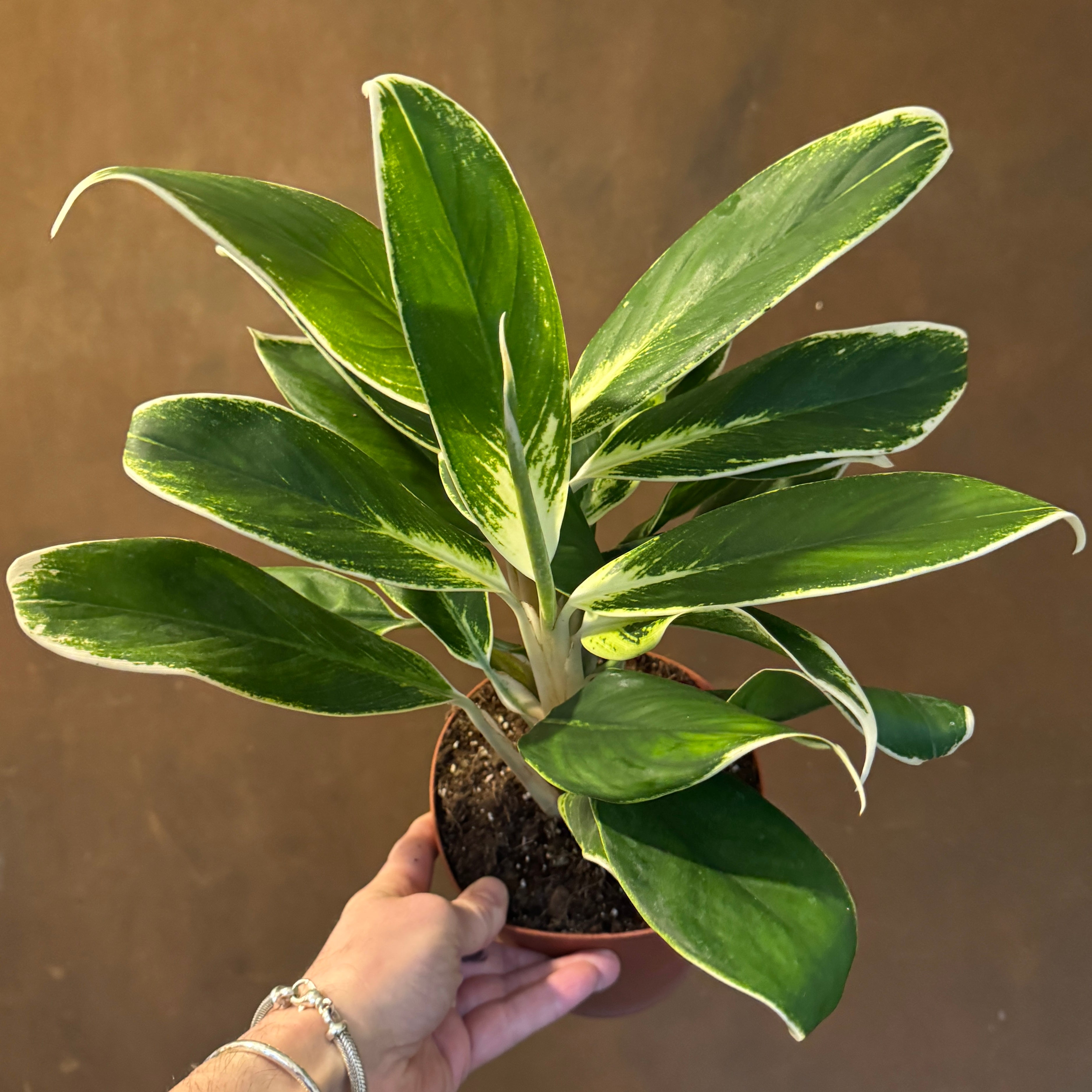 Aglaonema 'White Lime'