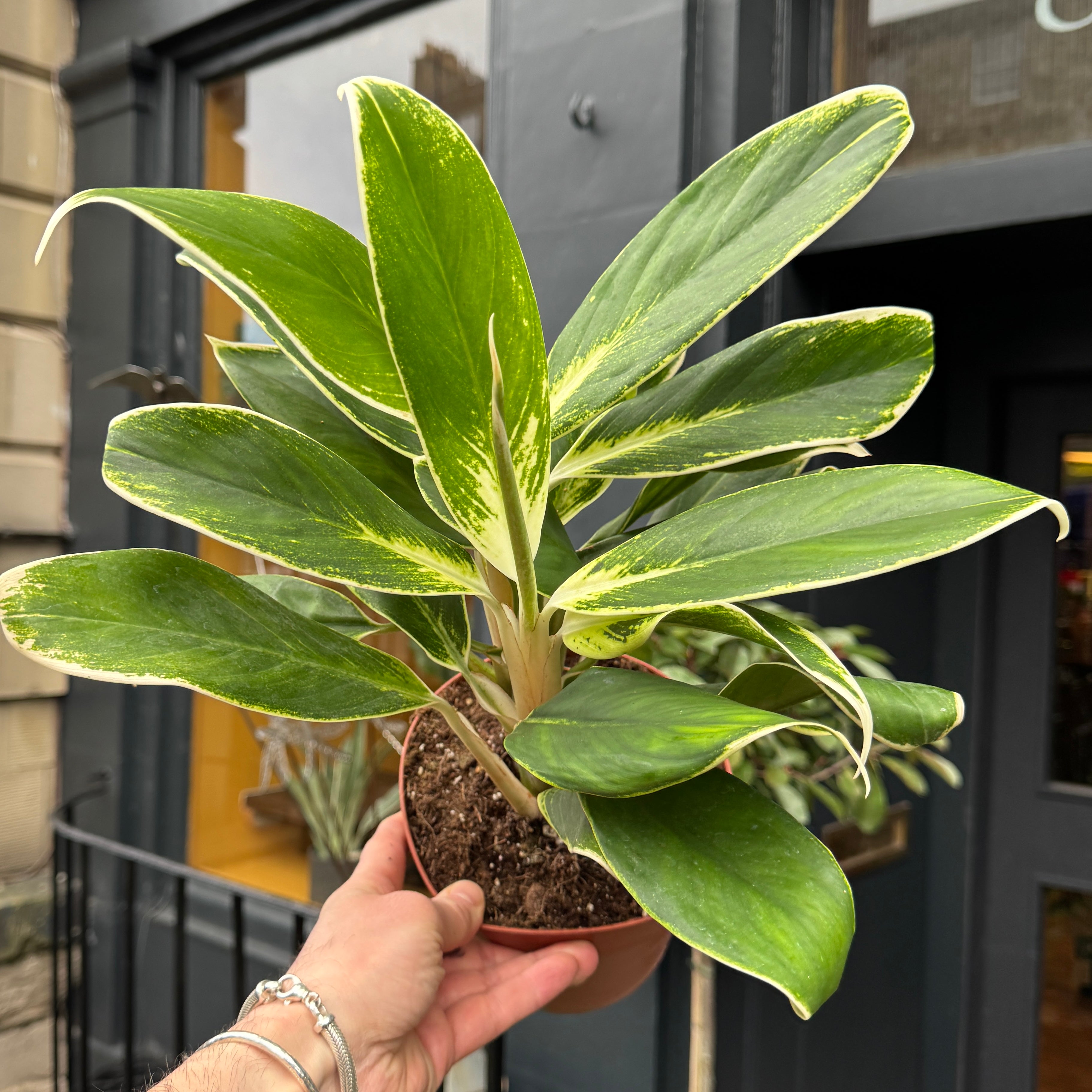 Aglaonema 'White Lime'