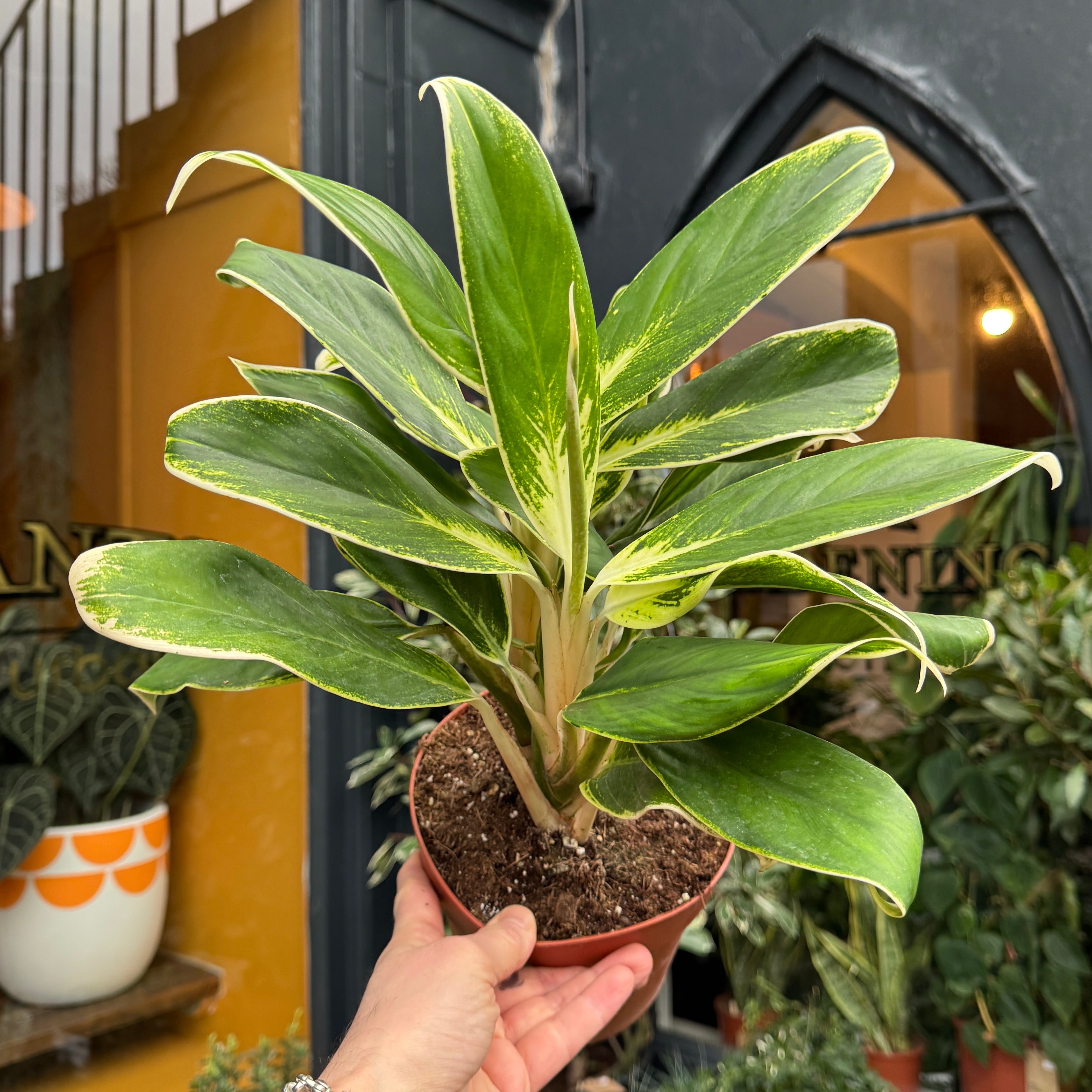 Aglaonema 'White Lime'