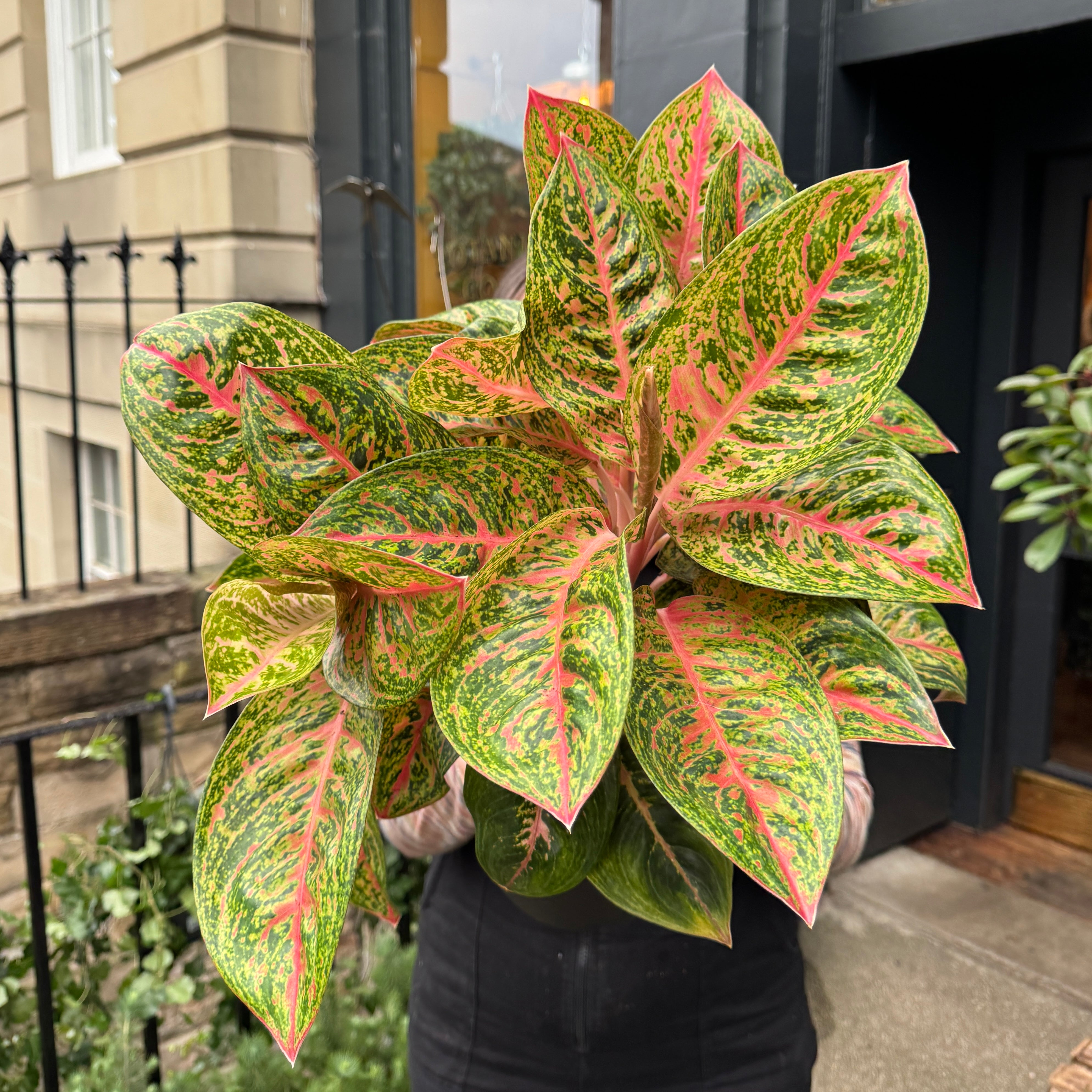 Aglaonema 'Red Reflections'