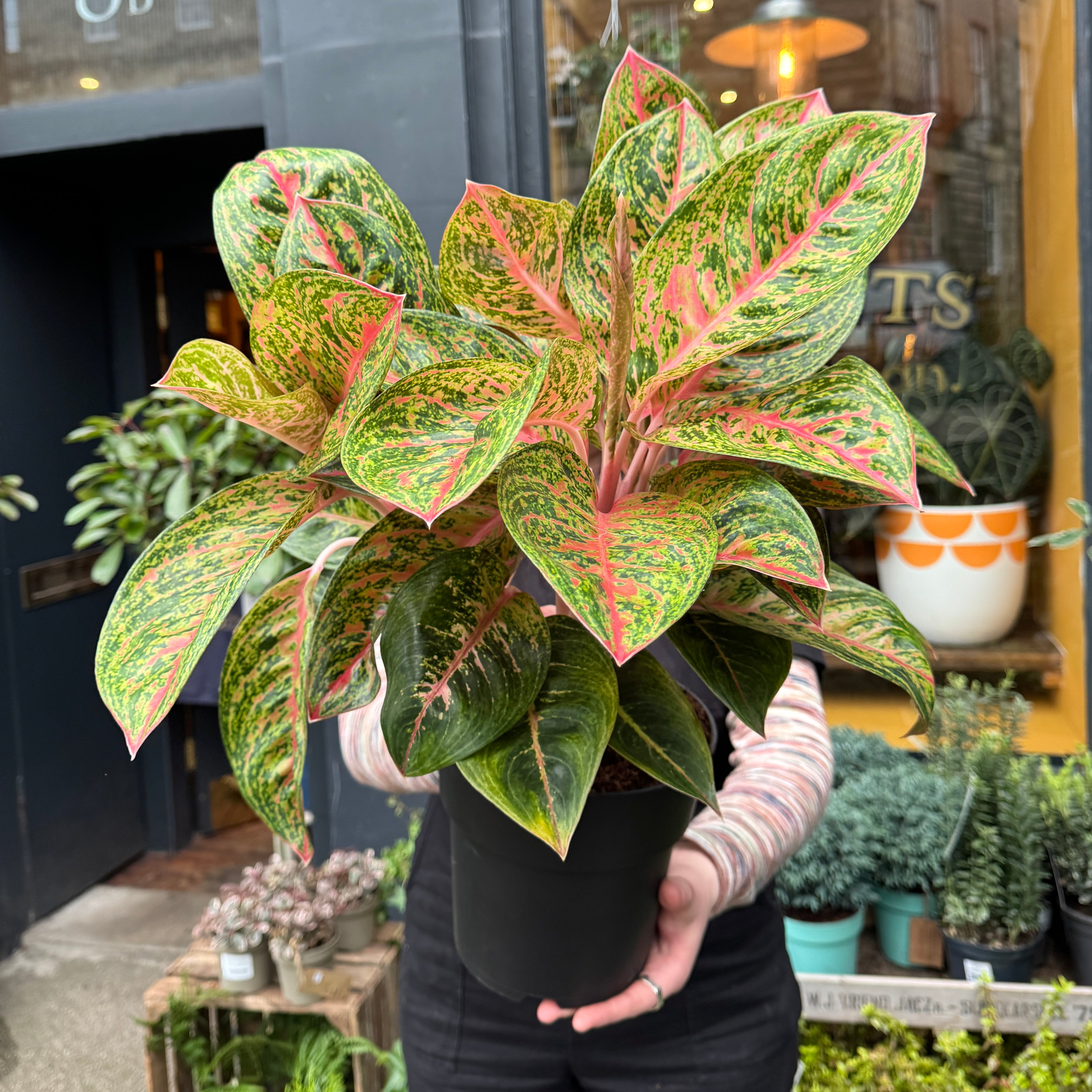 Aglaonema 'Red Reflections'