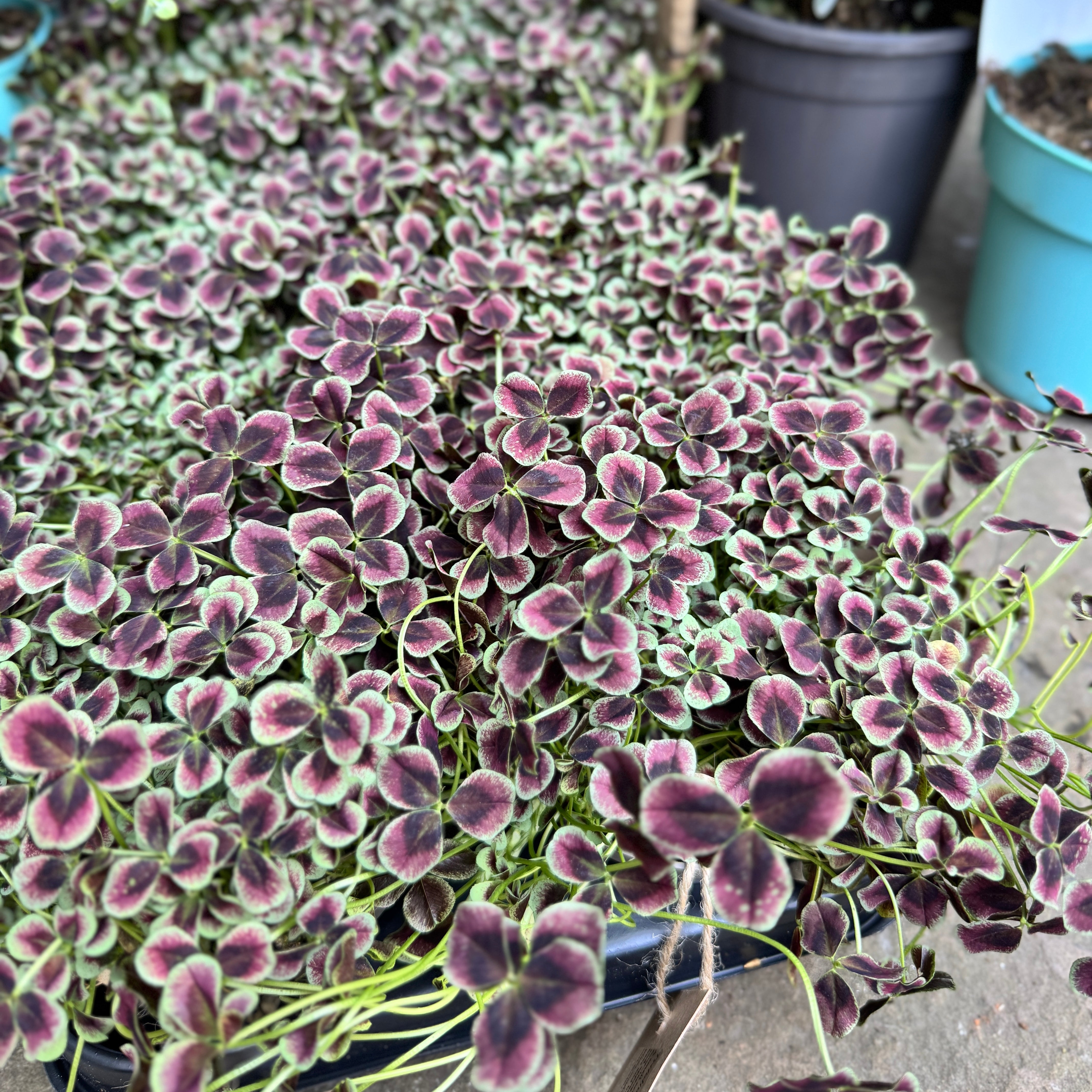 Trifolium repens 'Estelle'
