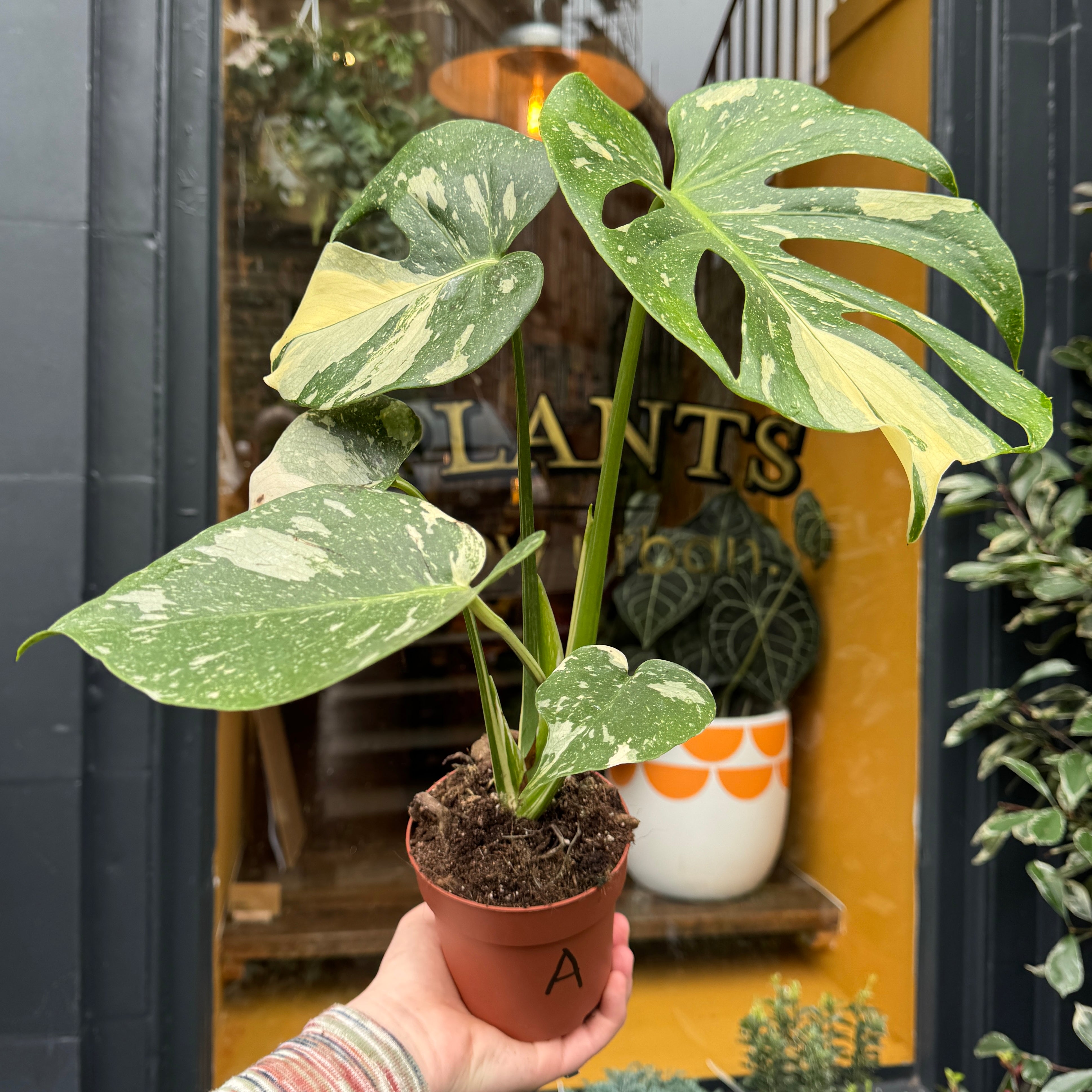 Monstera 'Thai Constellation'