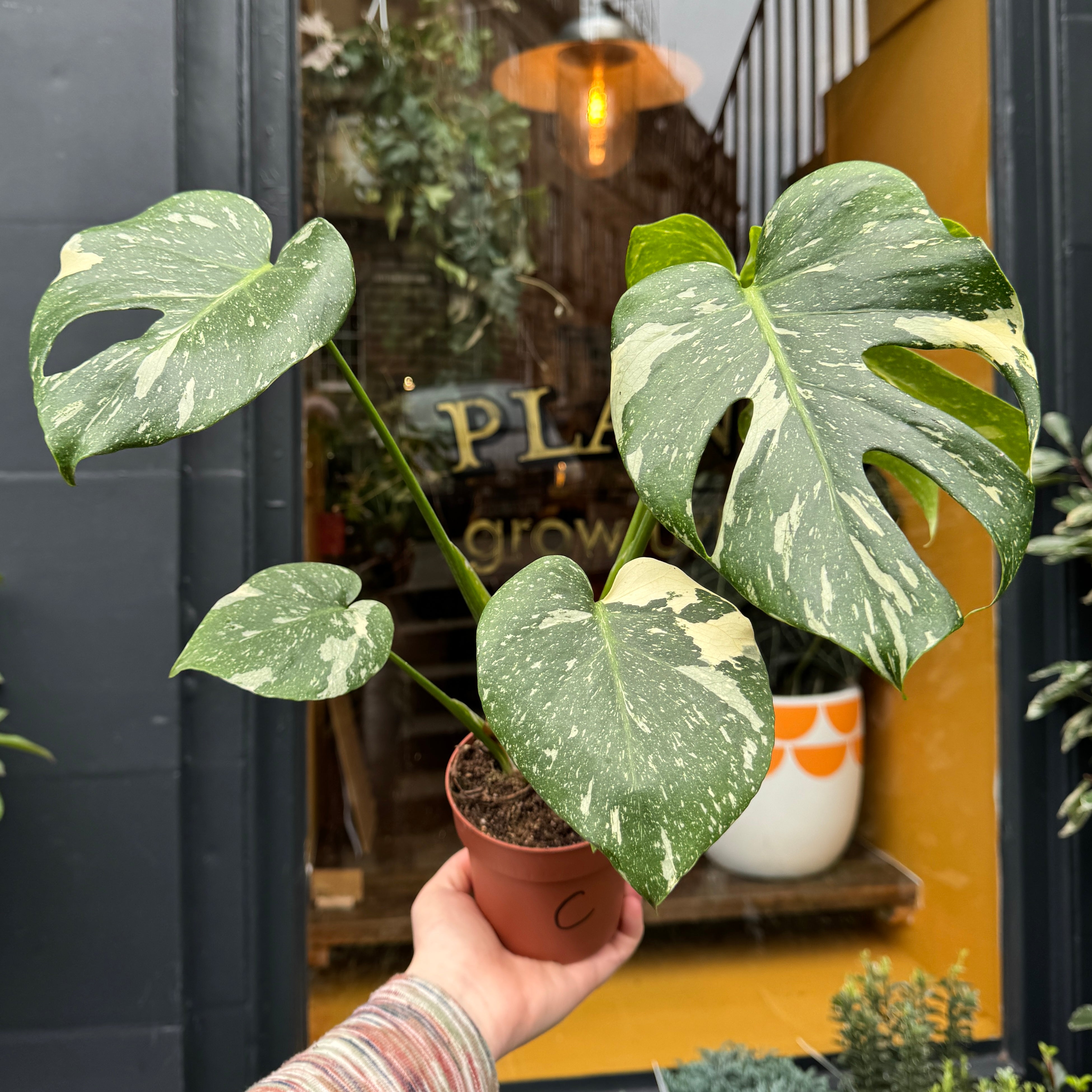 Monstera 'Thai Constellation'