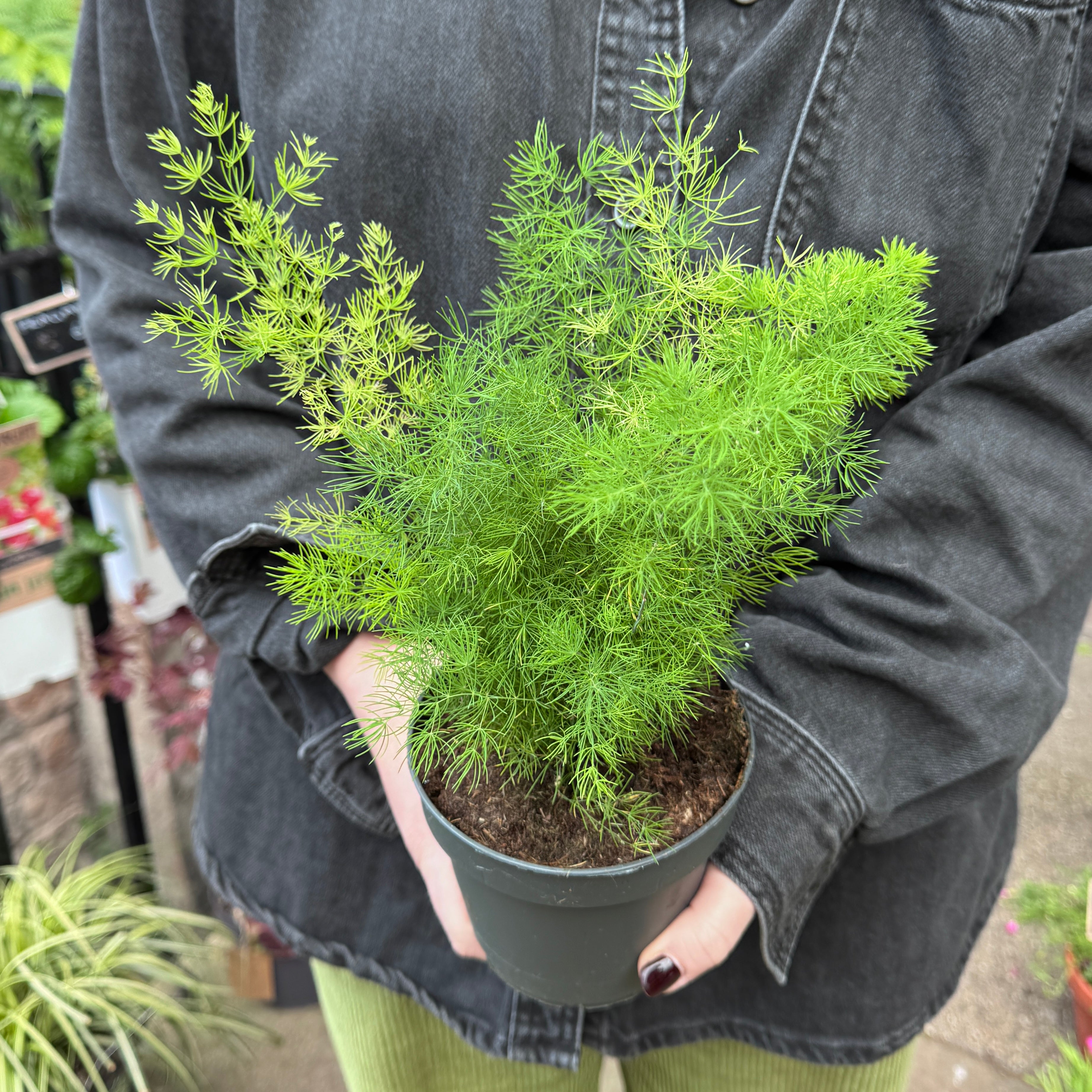 Asparagus myriocladus