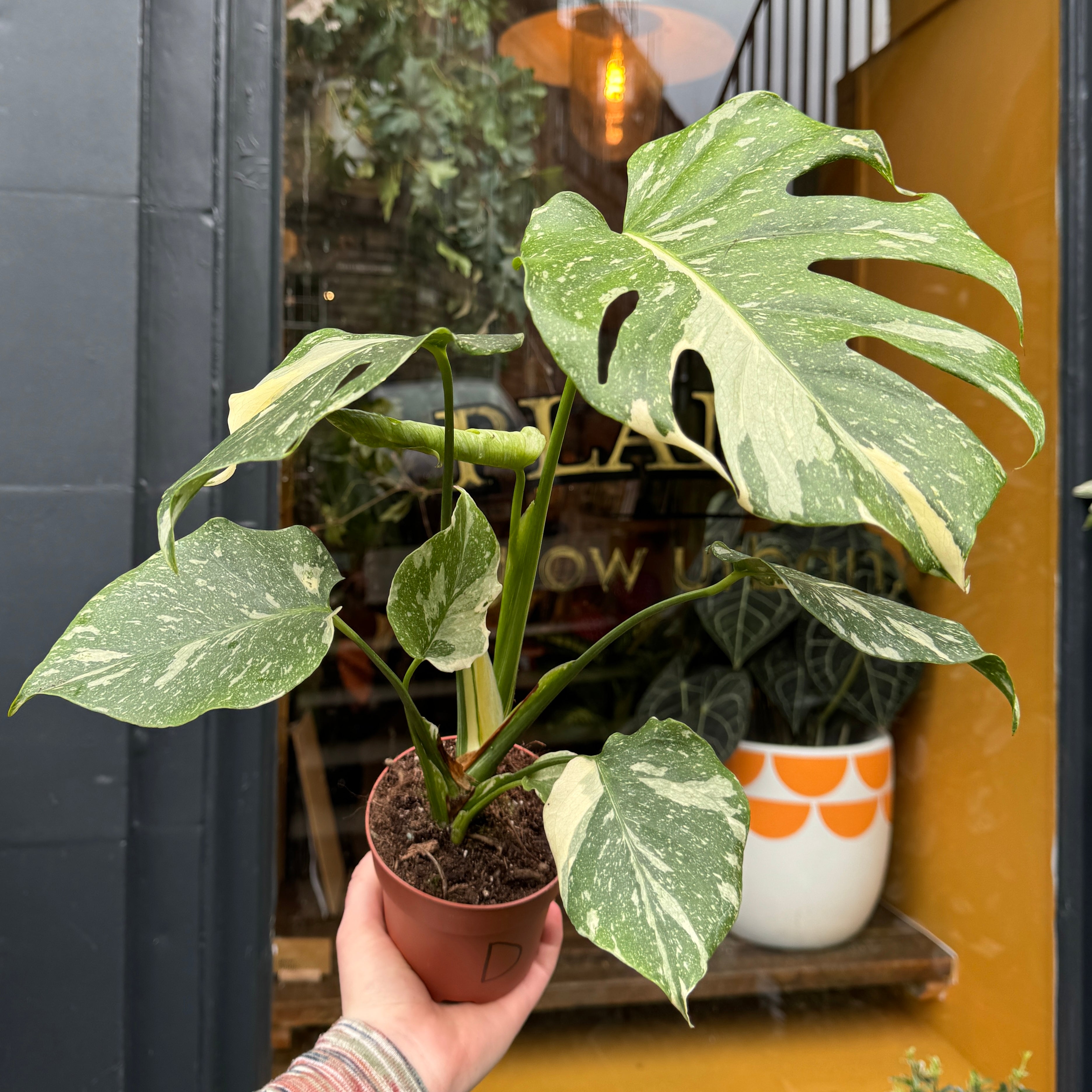 Monstera 'Thai Constellation'