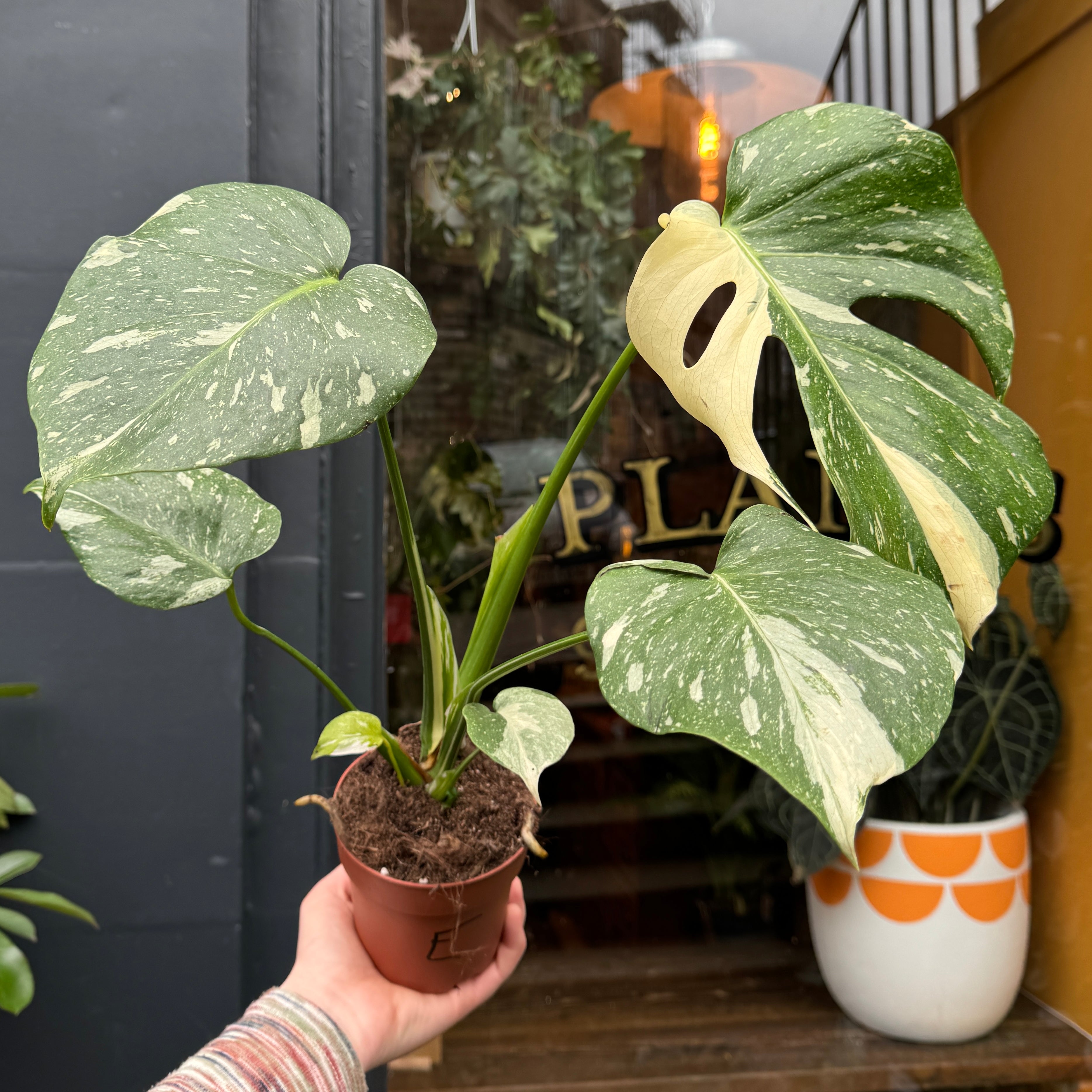 Monstera 'Thai Constellation'