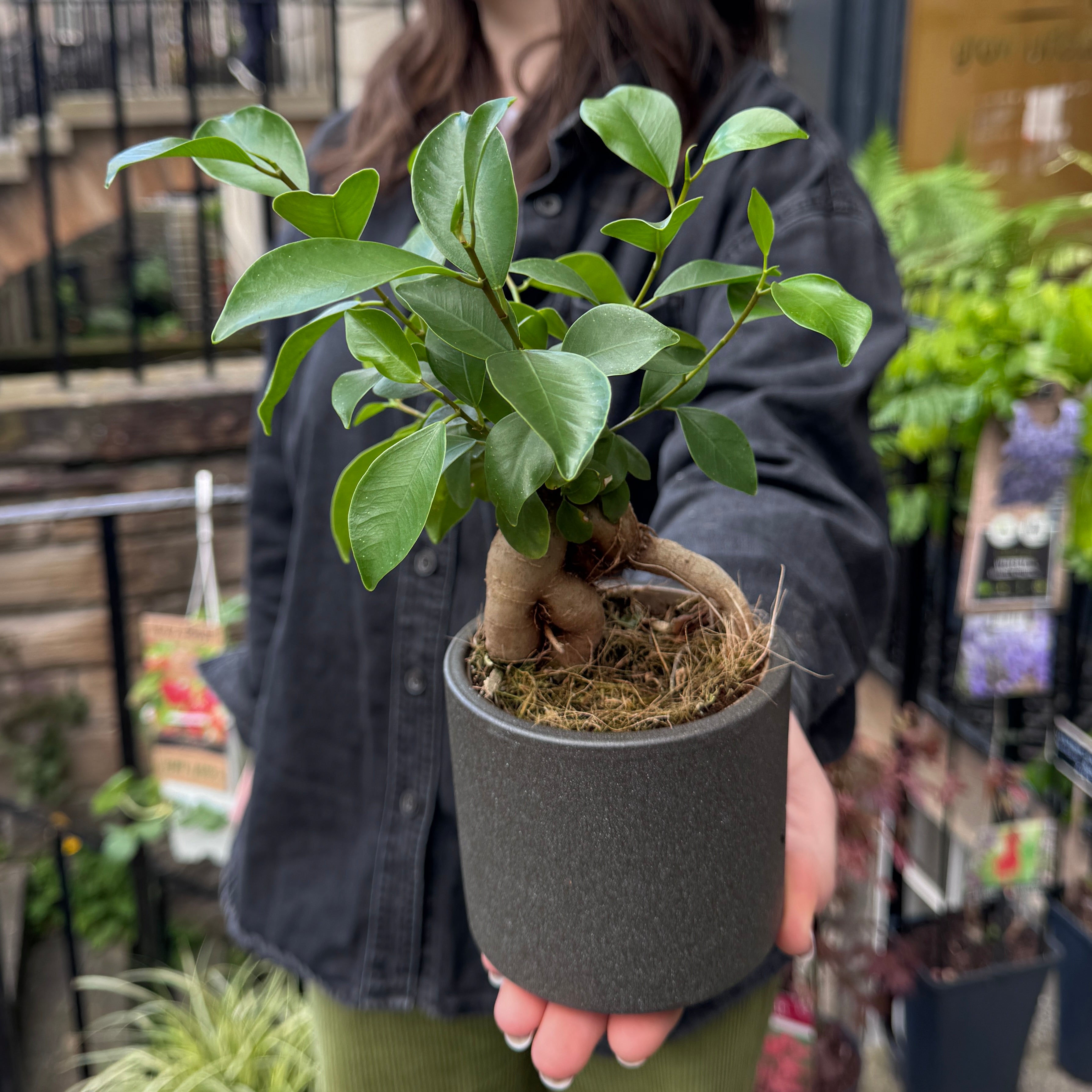 Ficus microcarpa ‘Ginseng’ (9cm pot)