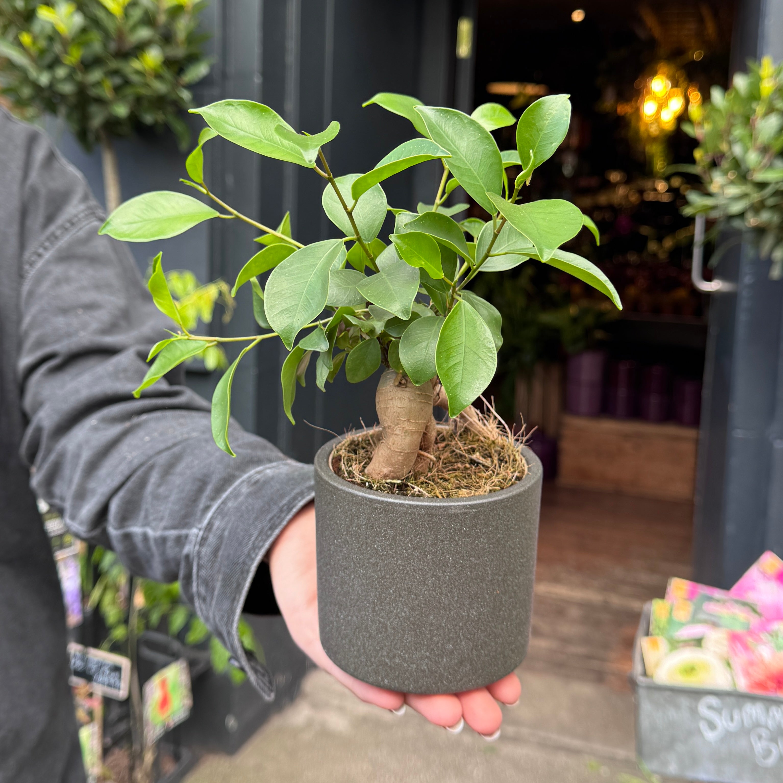 Ficus microcarpa ‘Ginseng’ (9cm pot)