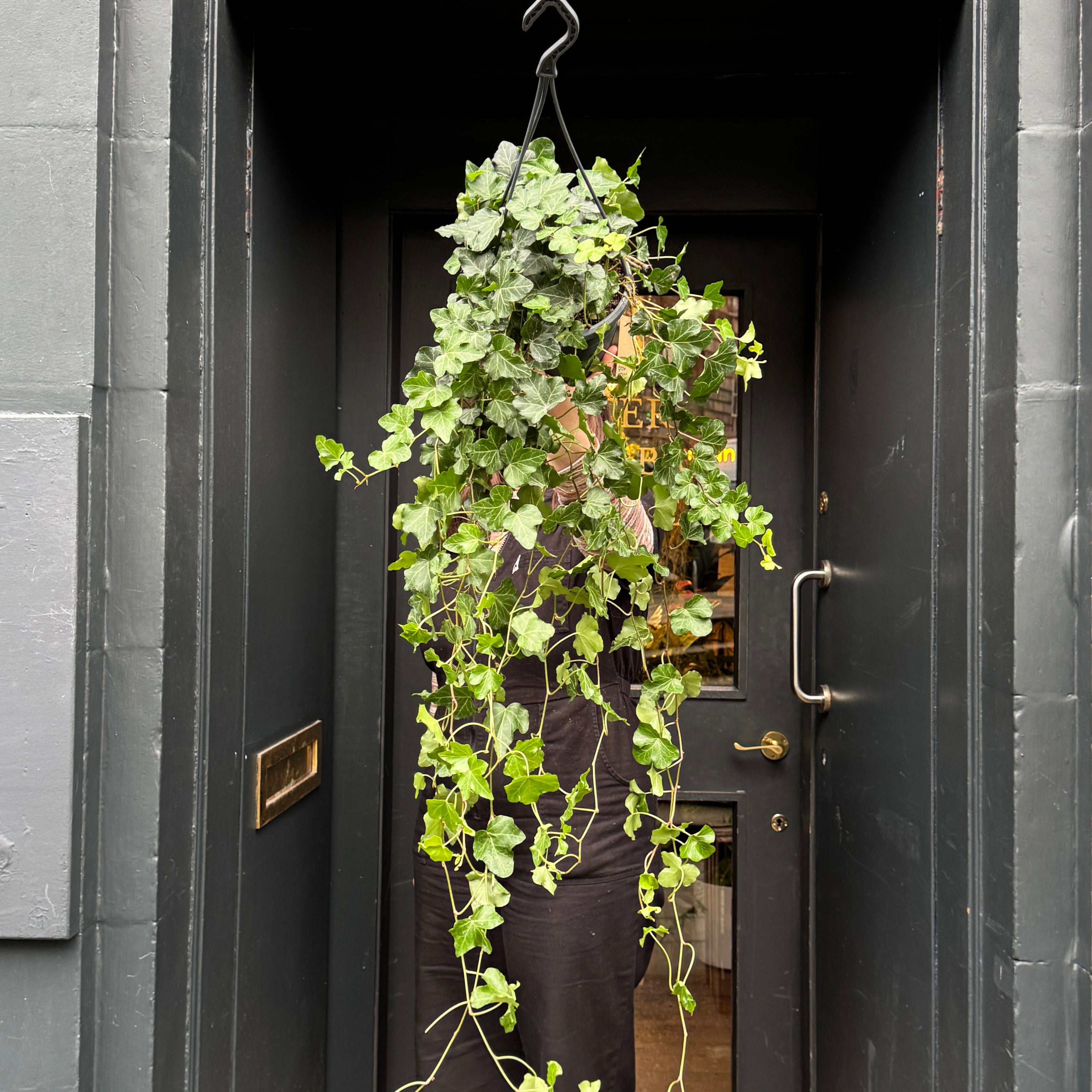 Hedera helix 'Wonder' (hangpot)