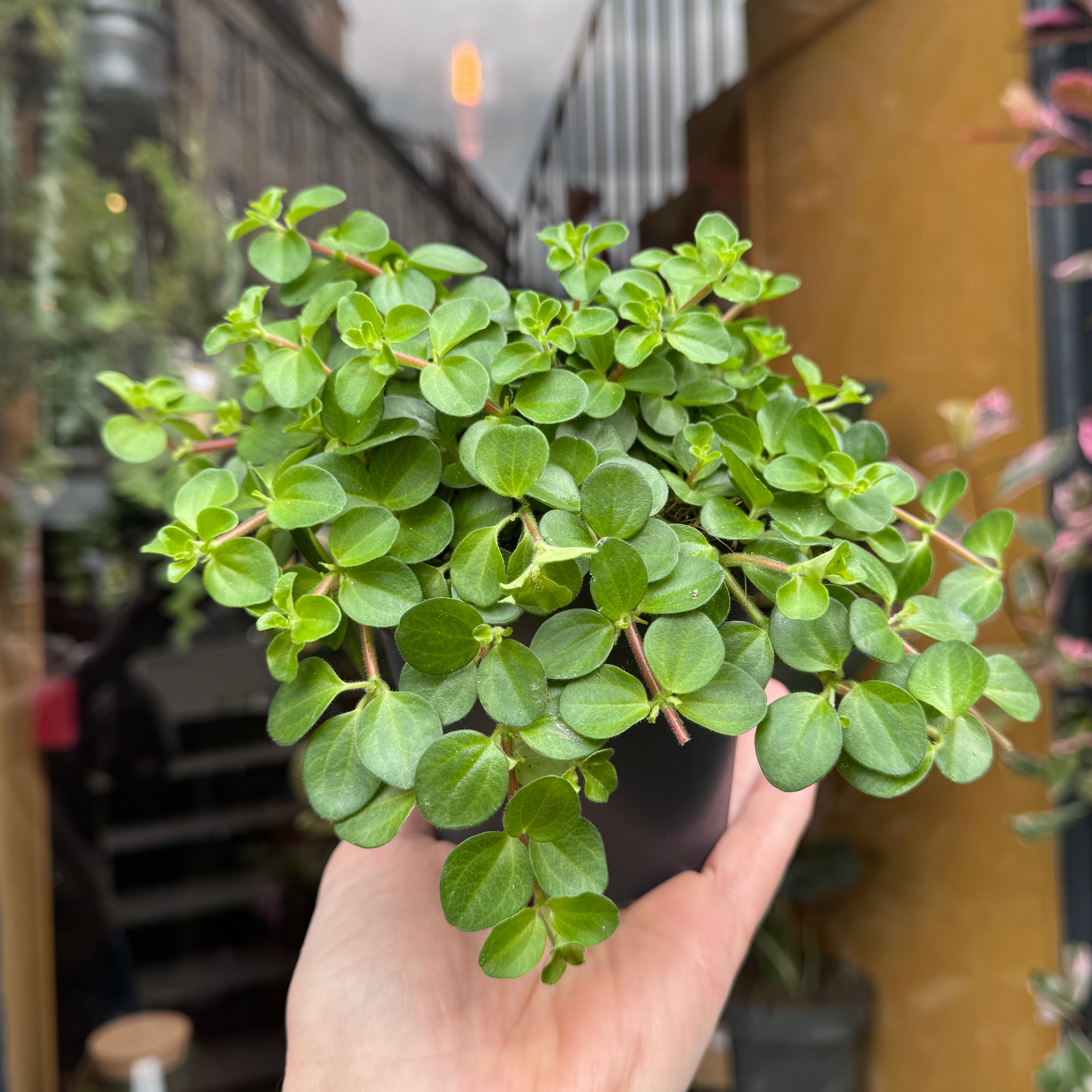 Peperomia rotundifolia