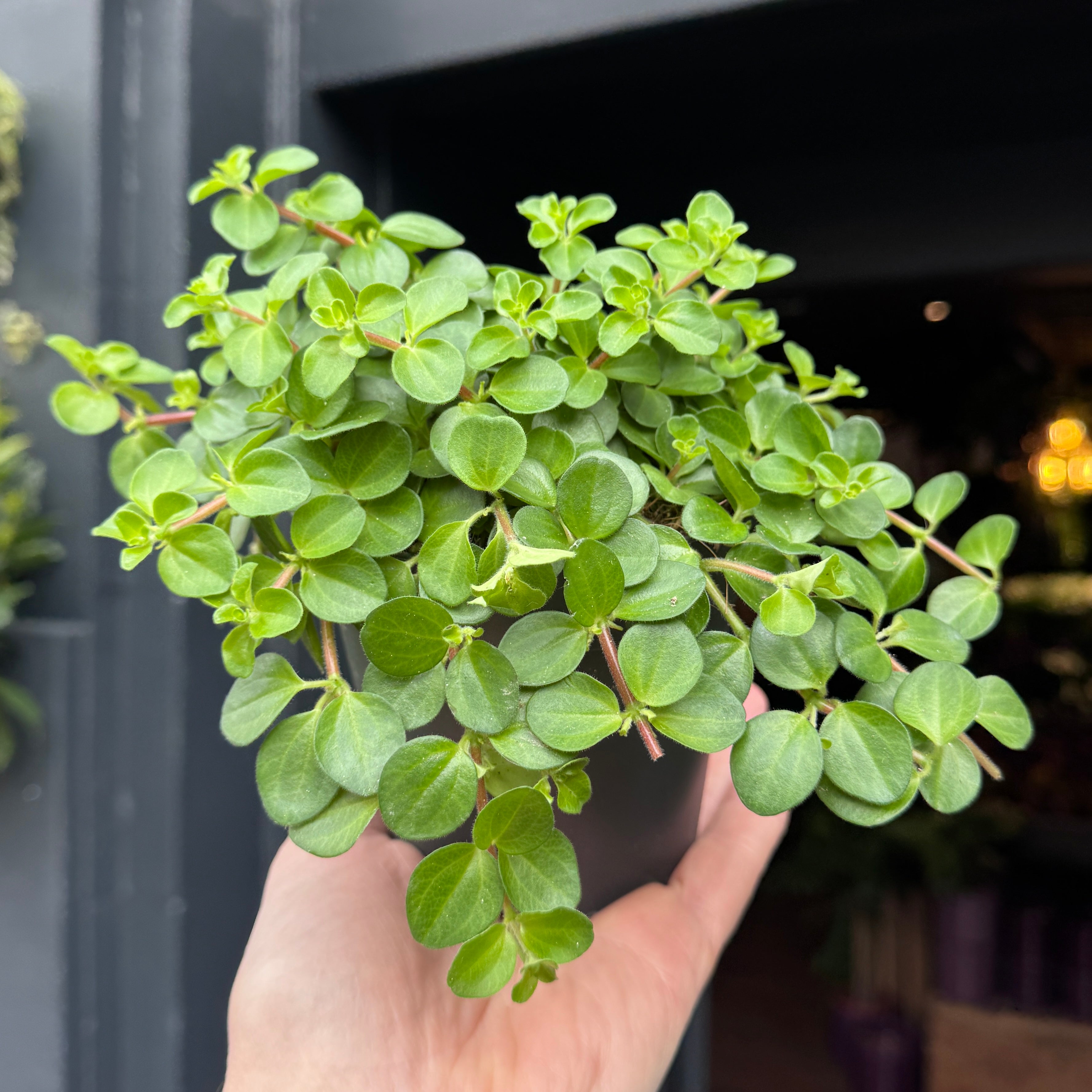 Peperomia rotundifolia