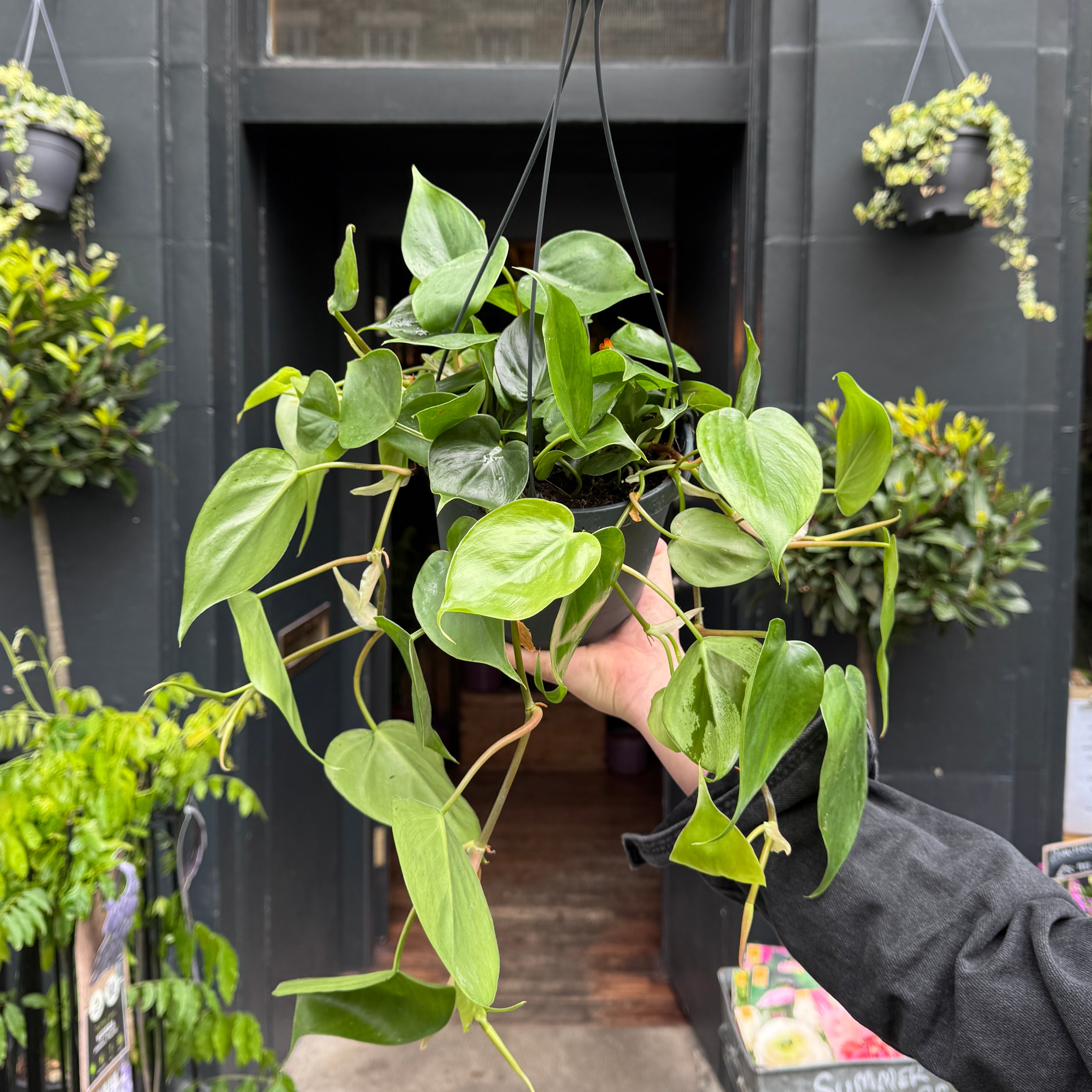Philodendron scandens (hangpot)