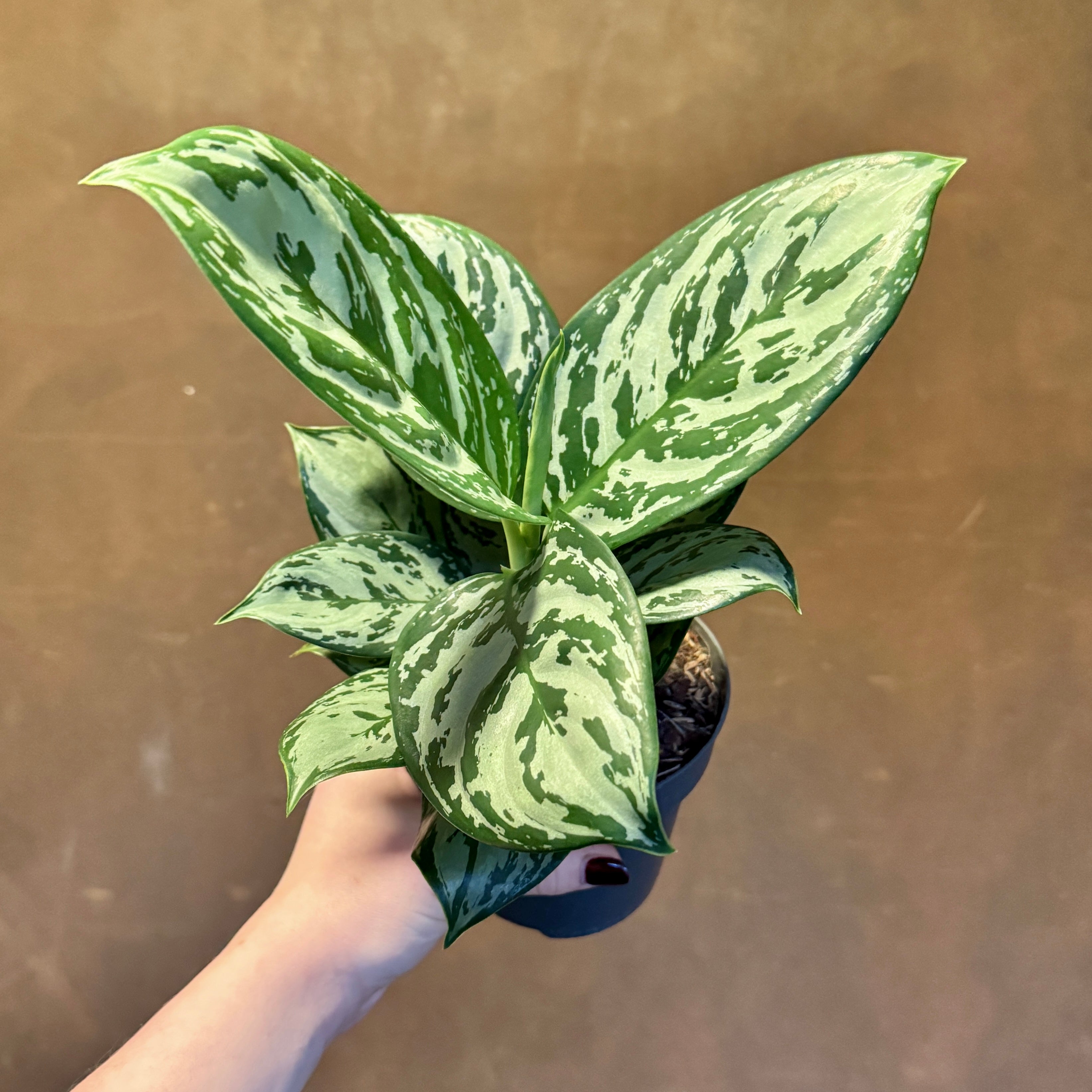 Aglaonema 'Jungle Silver'