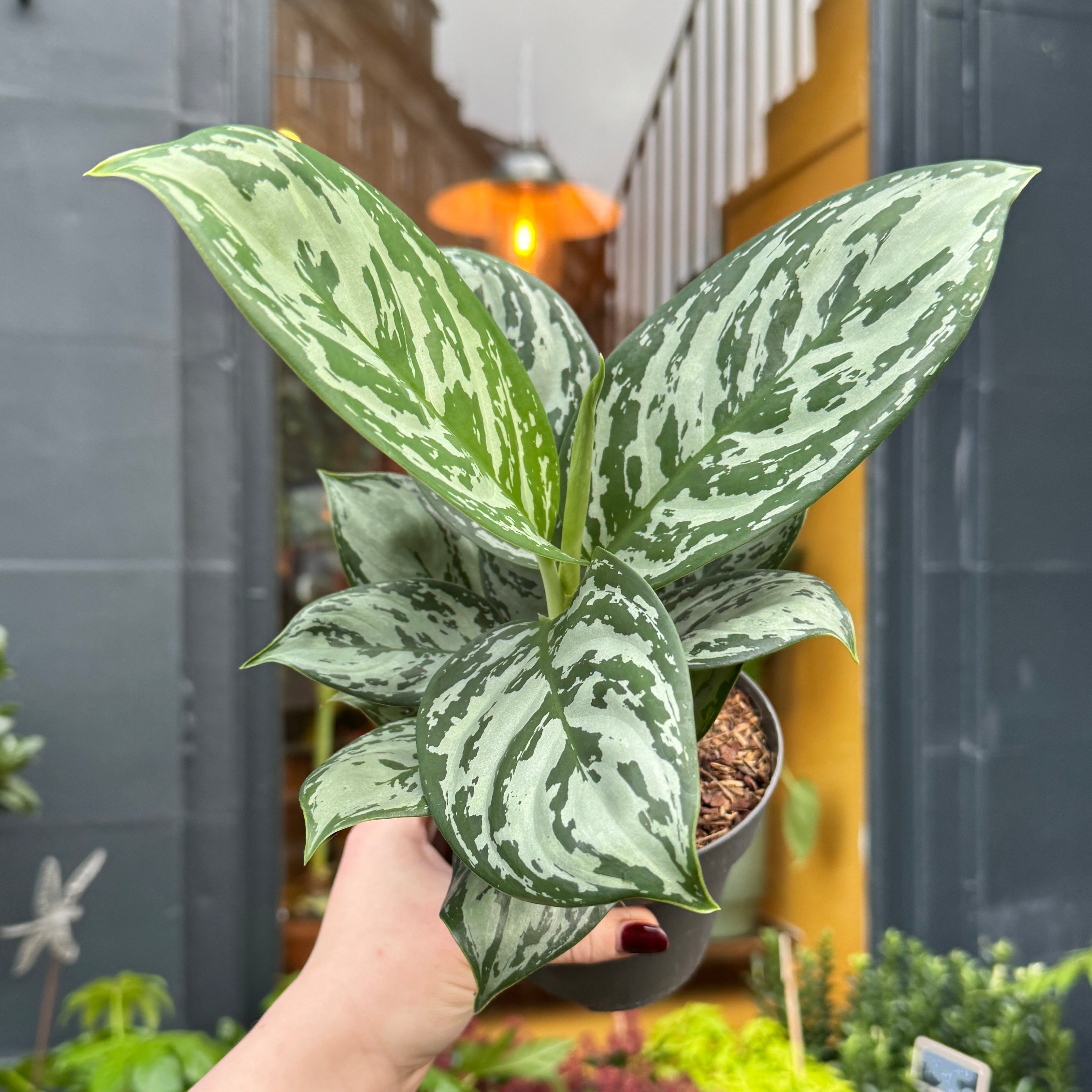 Aglaonema 'Jungle Silver'