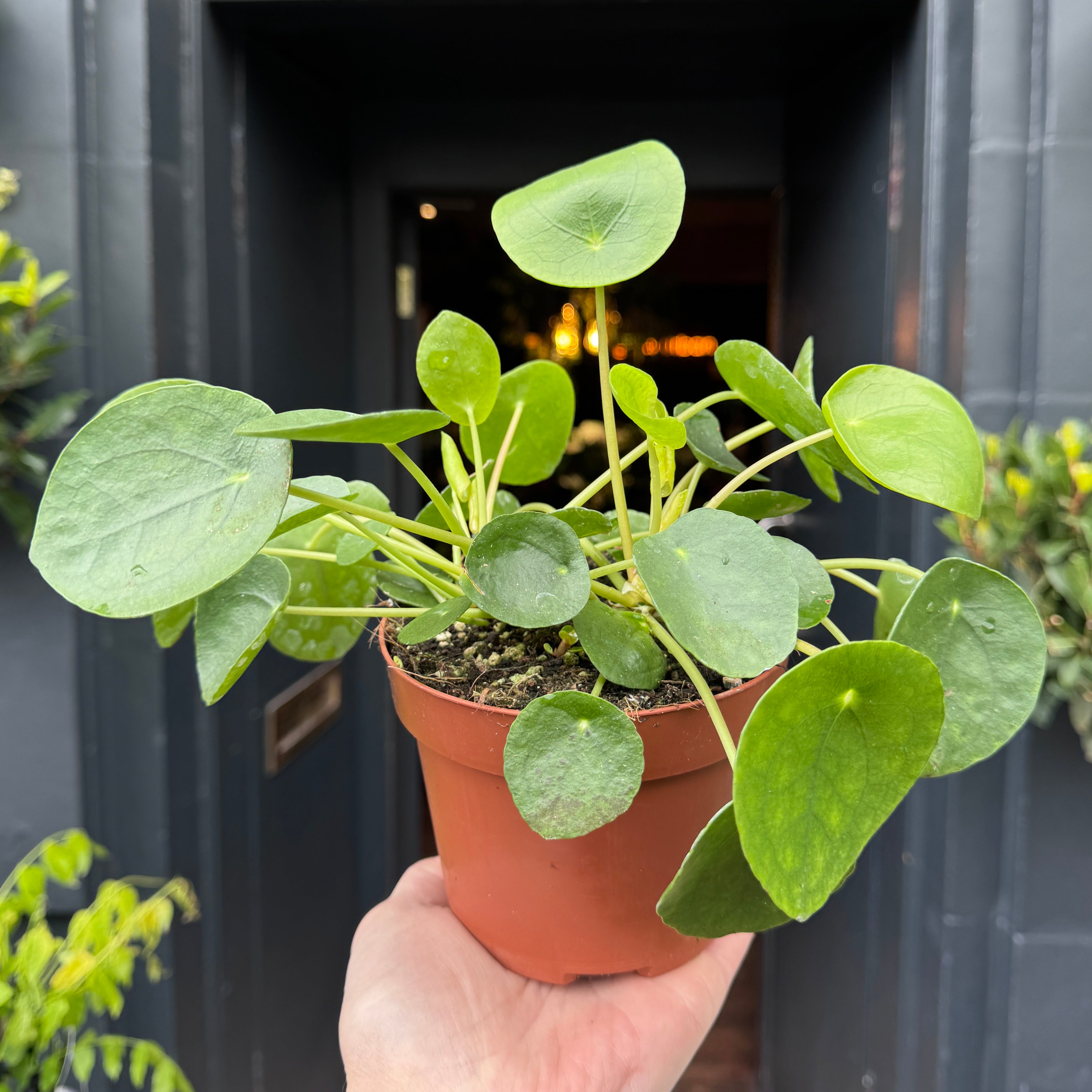 Pilea peperomioides (13cm pot)